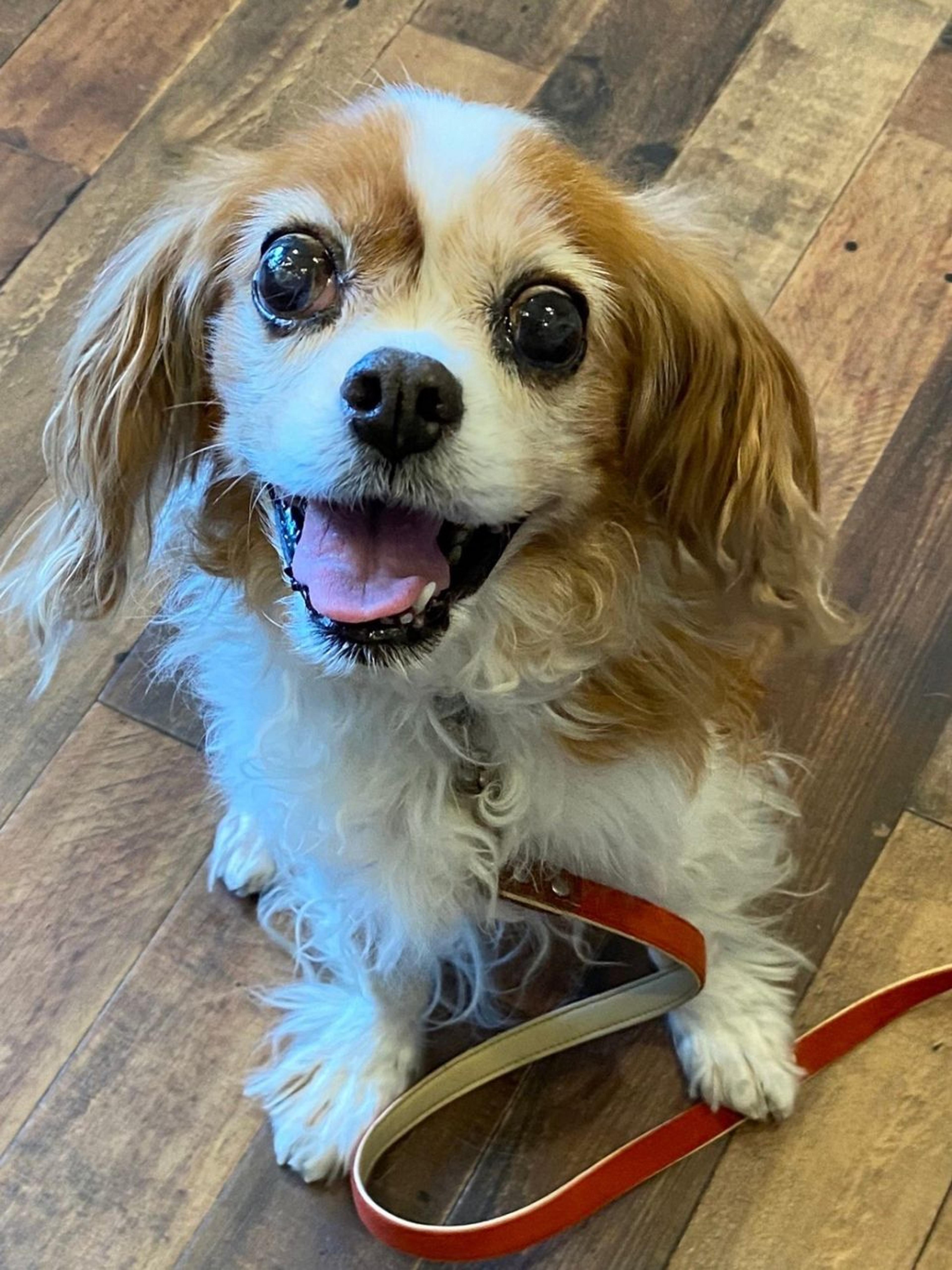 pet-image-9