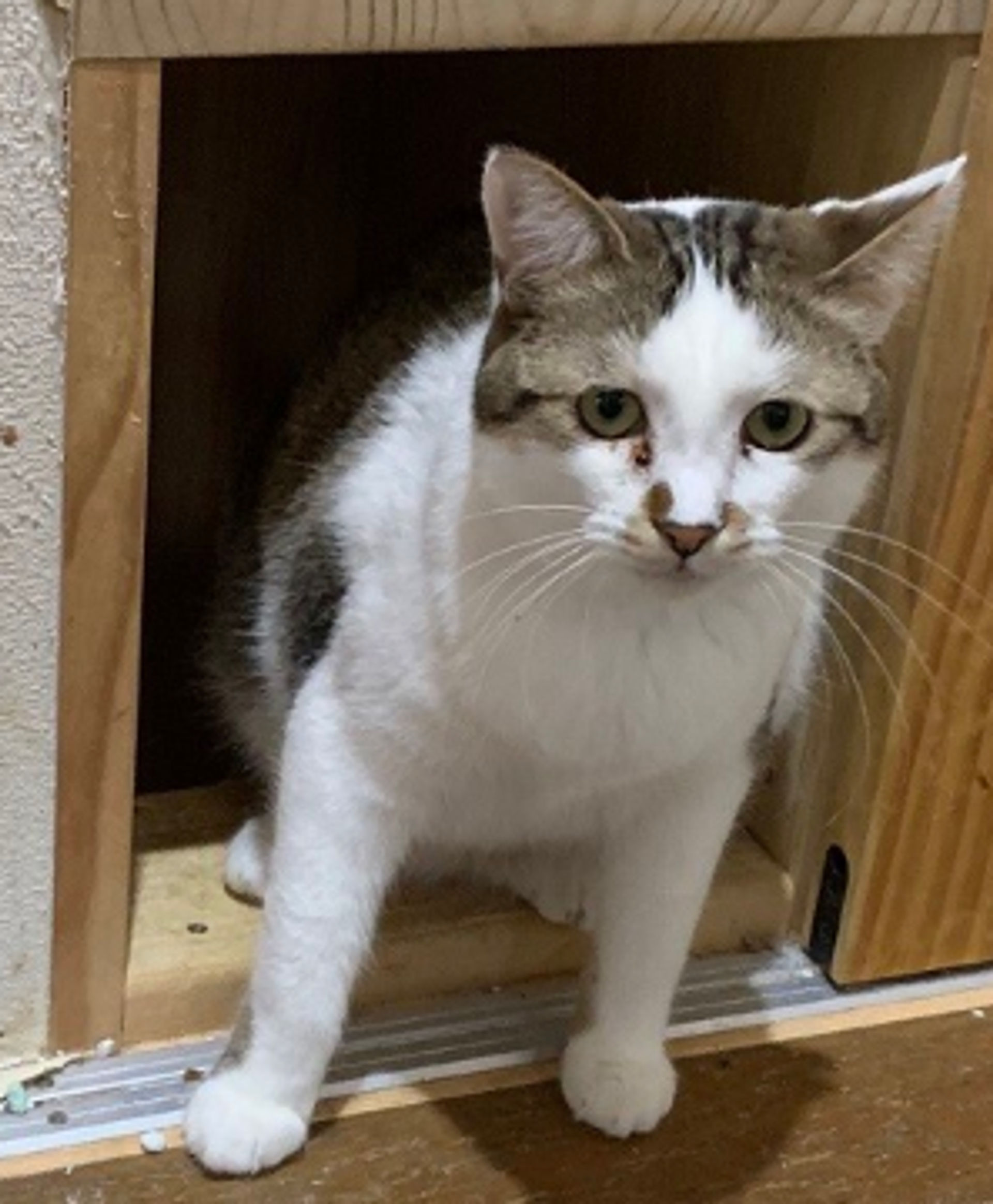 雑種（ミックス猫）・メスの里親募集の写真