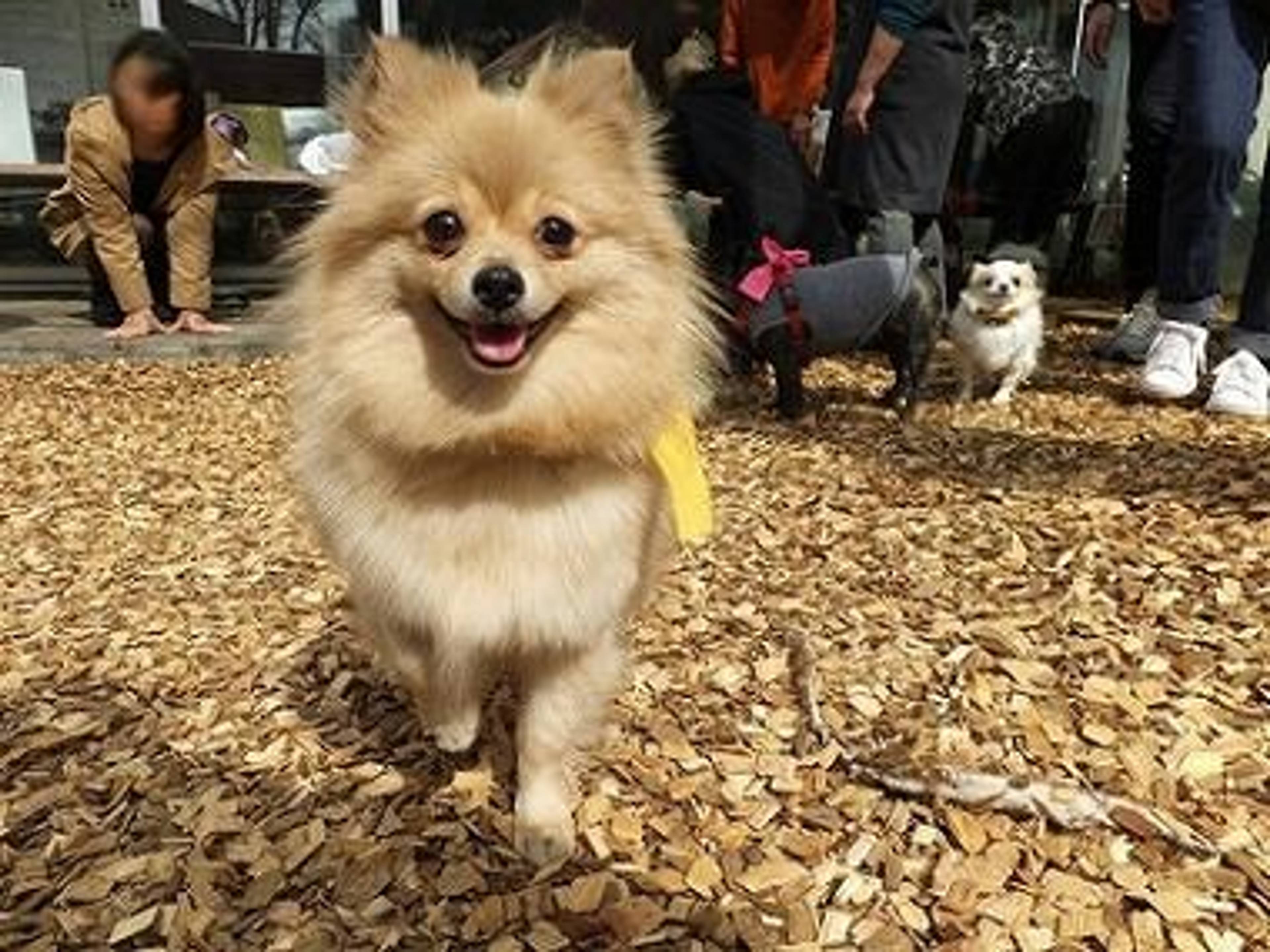 ポメラニアン・メスの里親募集の写真