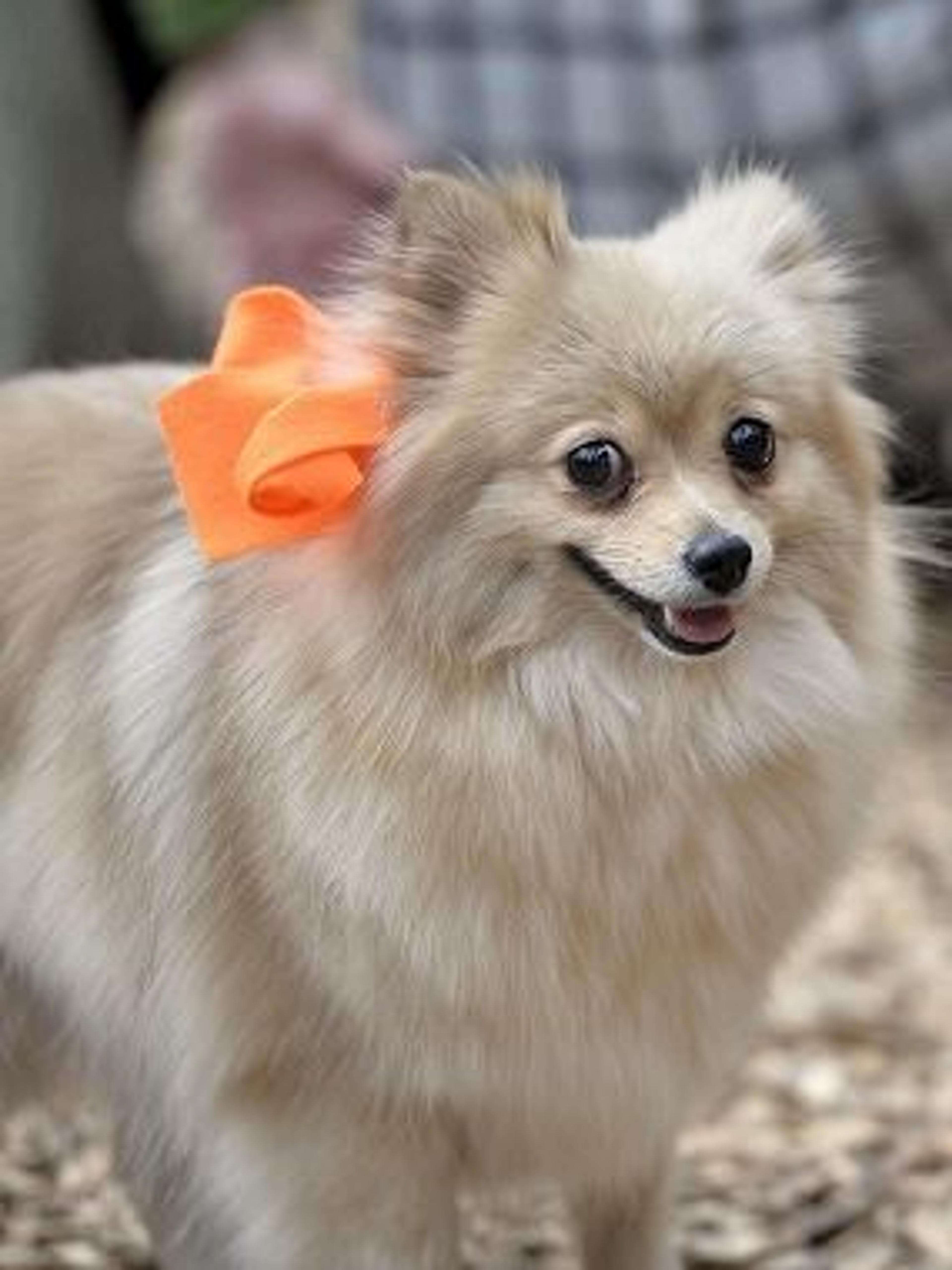 pet-image-3