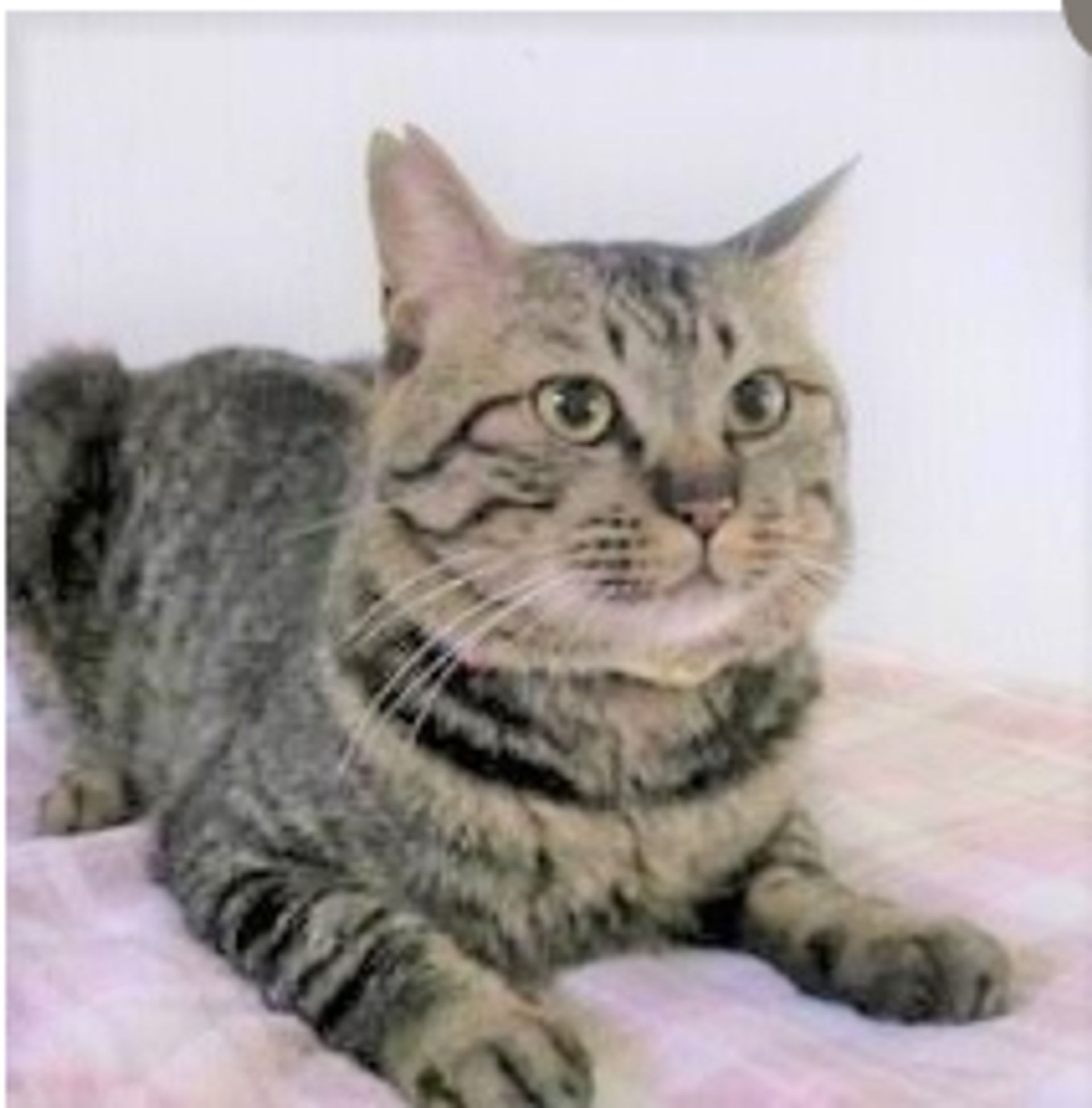 雑種（ミックス猫）・オスの里親募集の写真