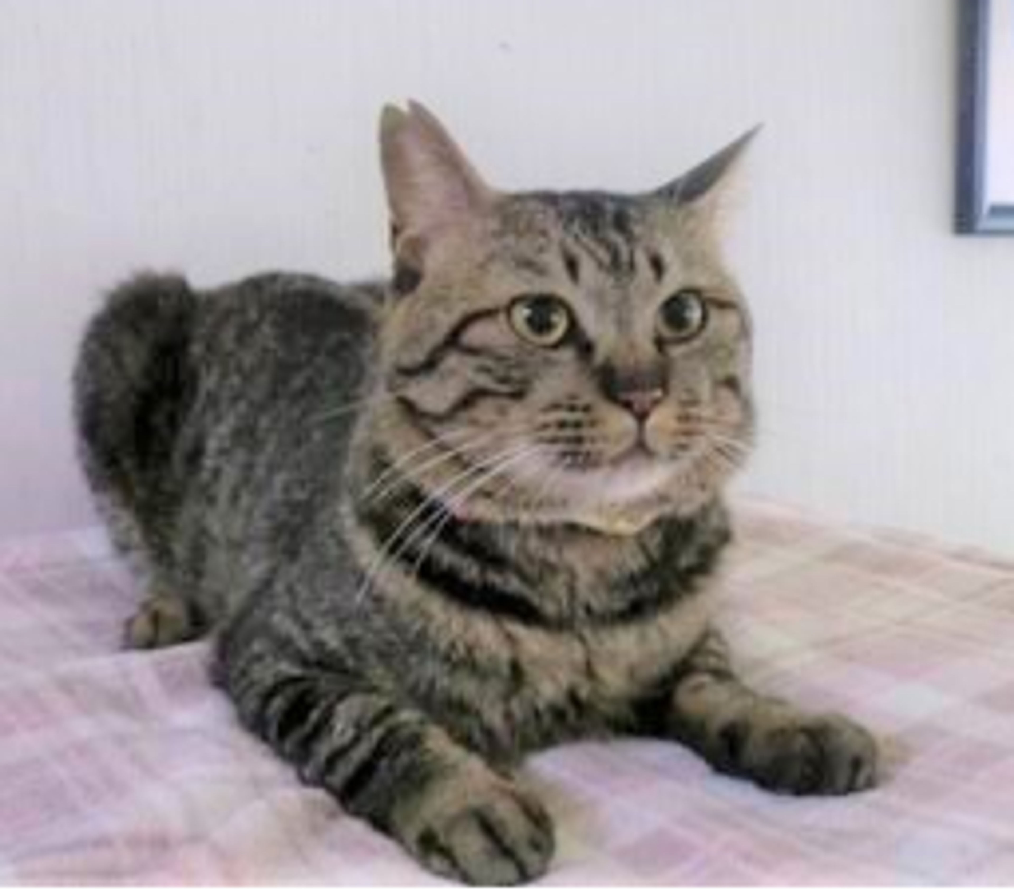 pet-image-4