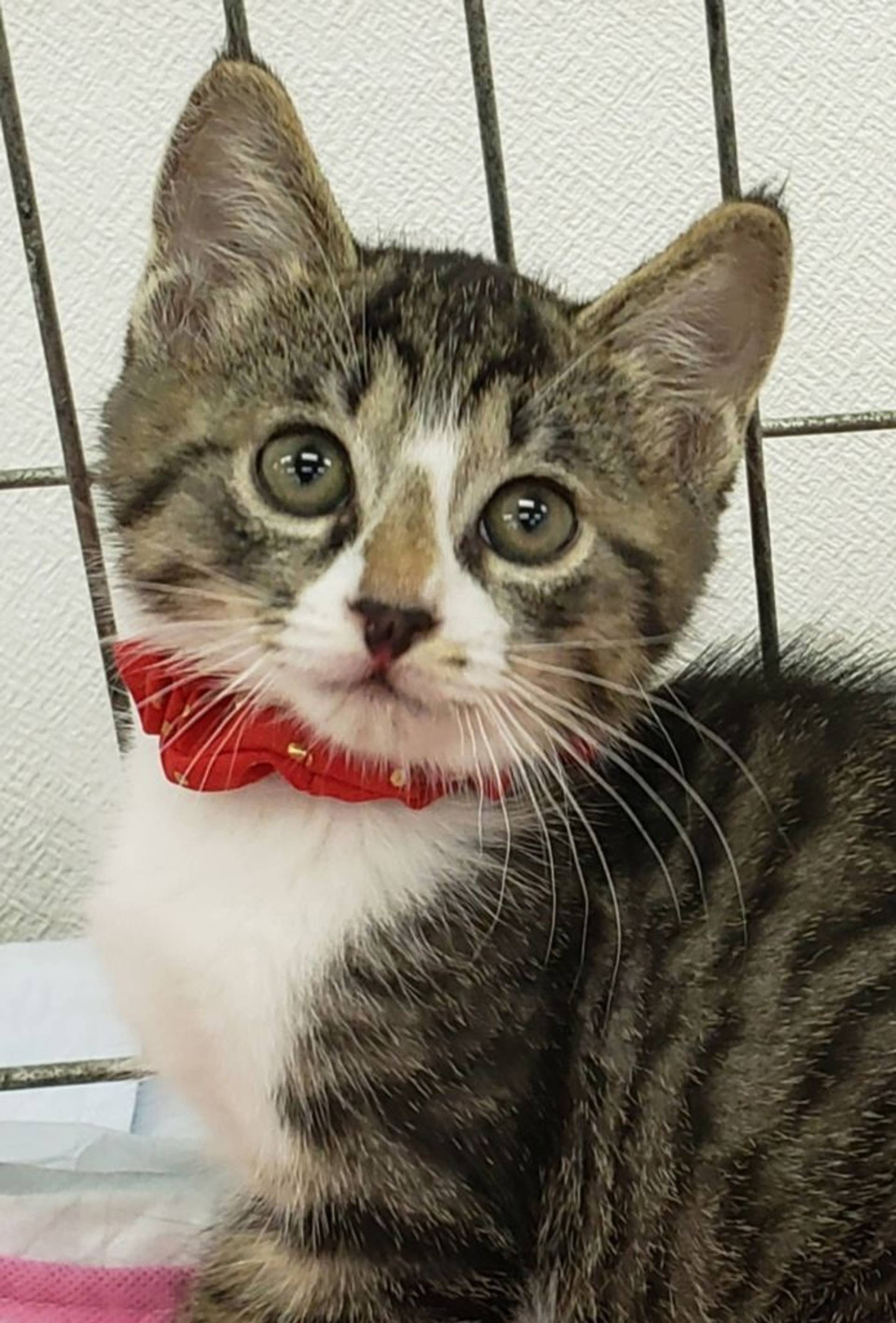 雑種（ミックス猫）・オスの里親募集の写真