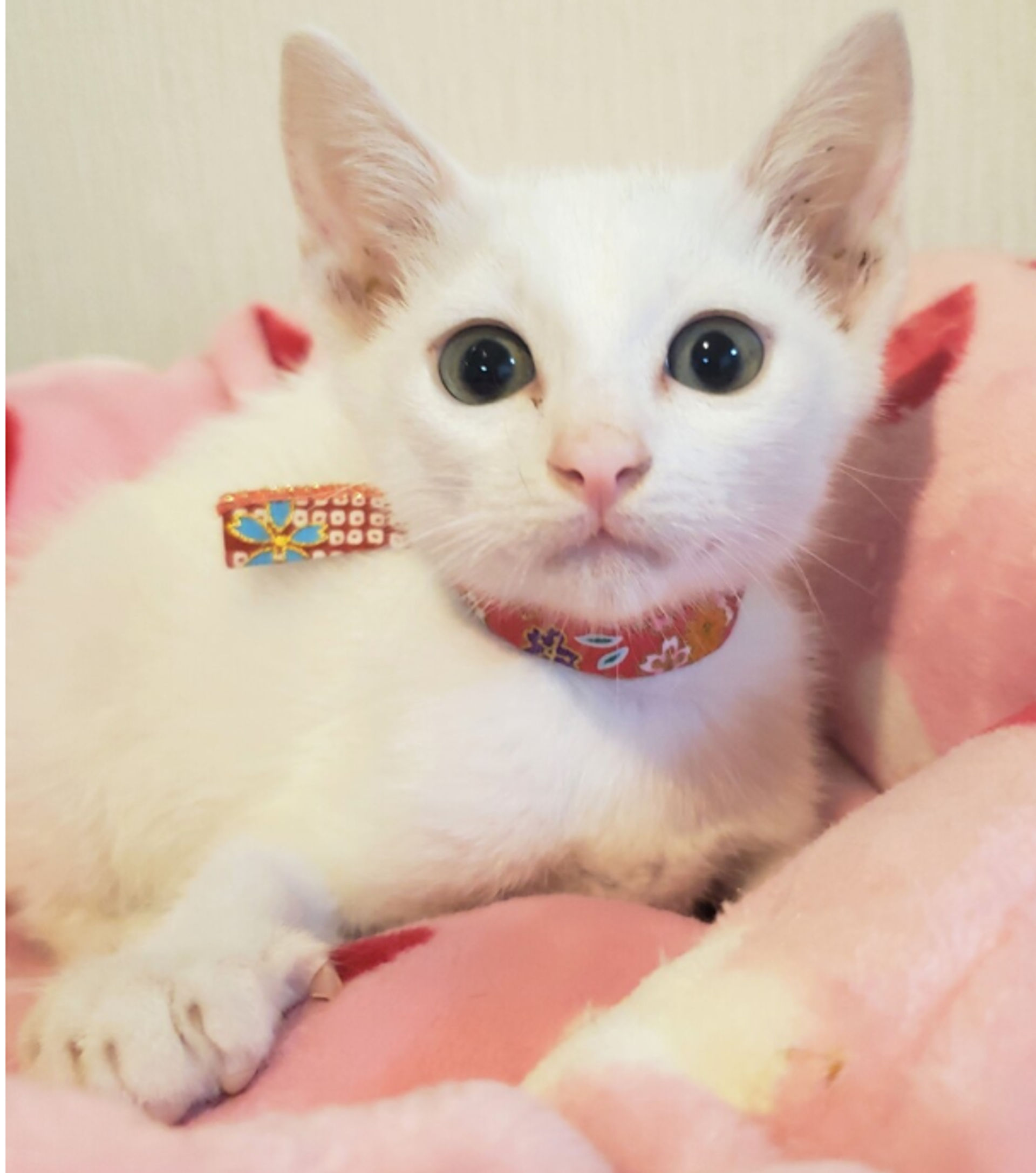 雑種（ミックス猫）・オスの里親募集の写真