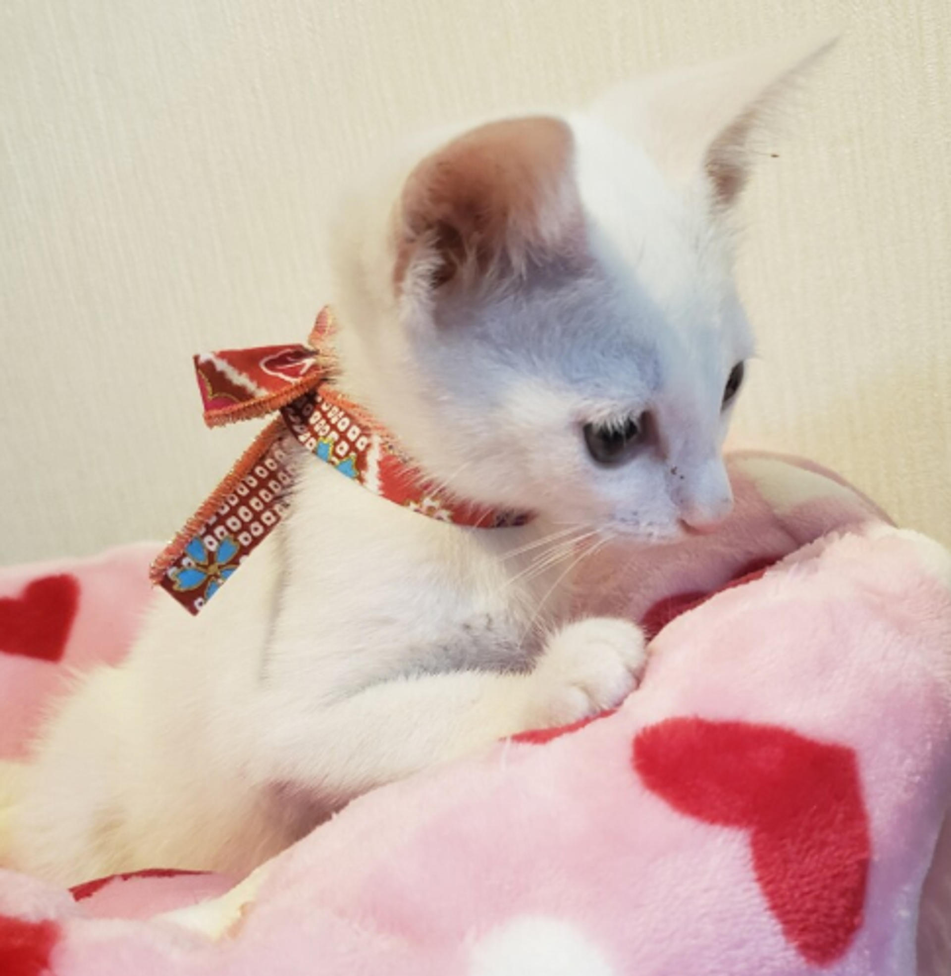 pet-image-2