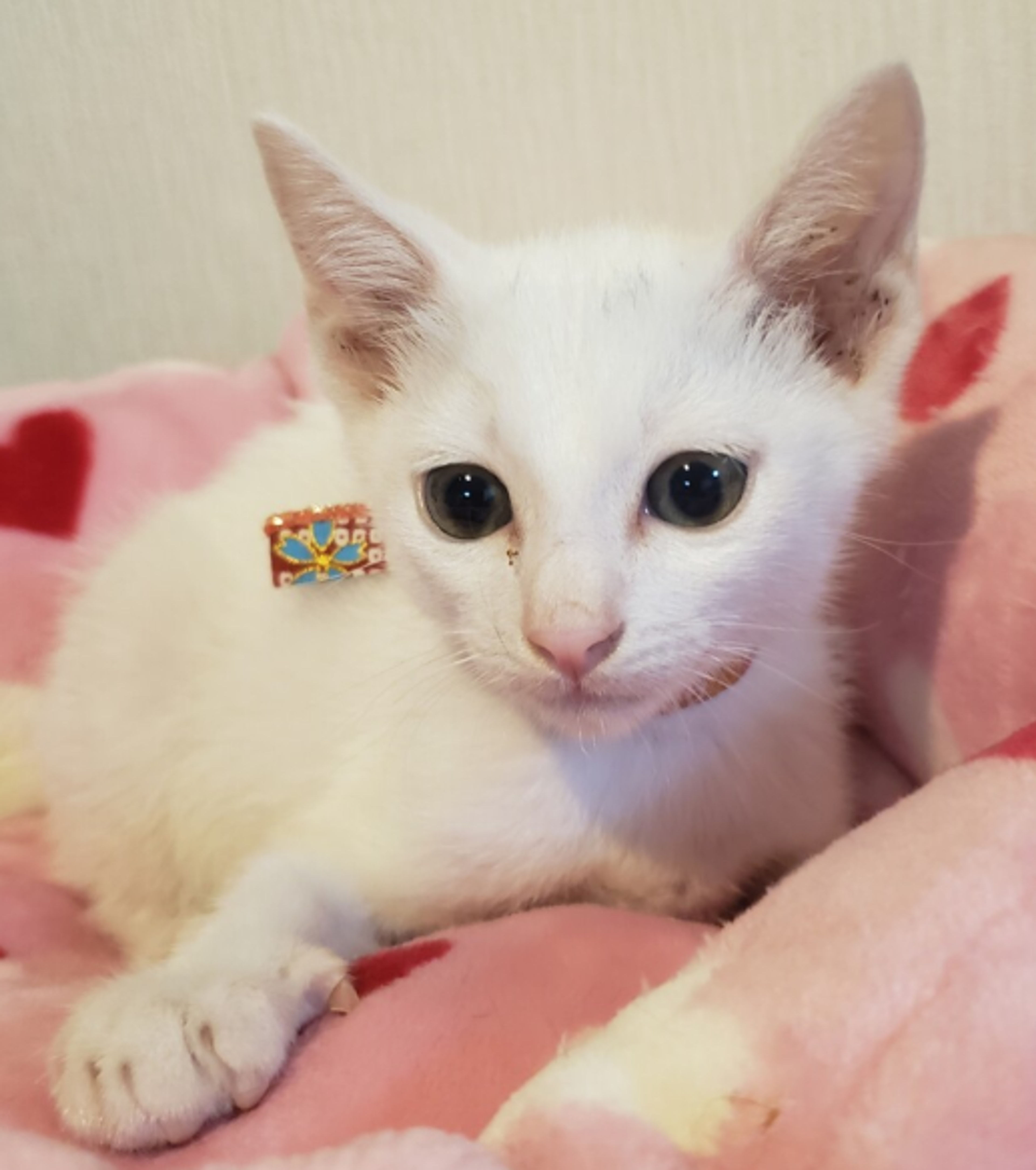 pet-image-4