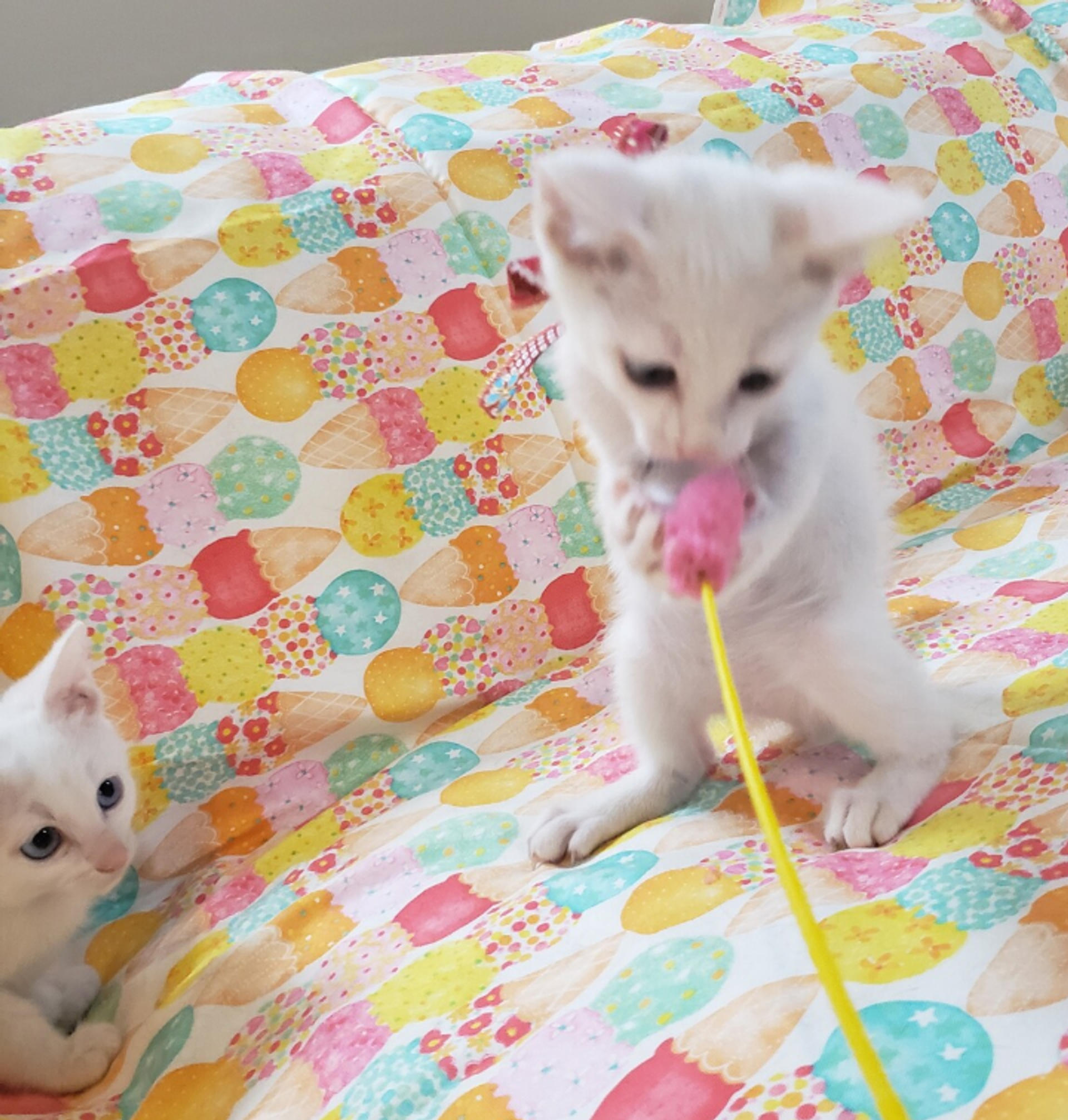 pet-image-6