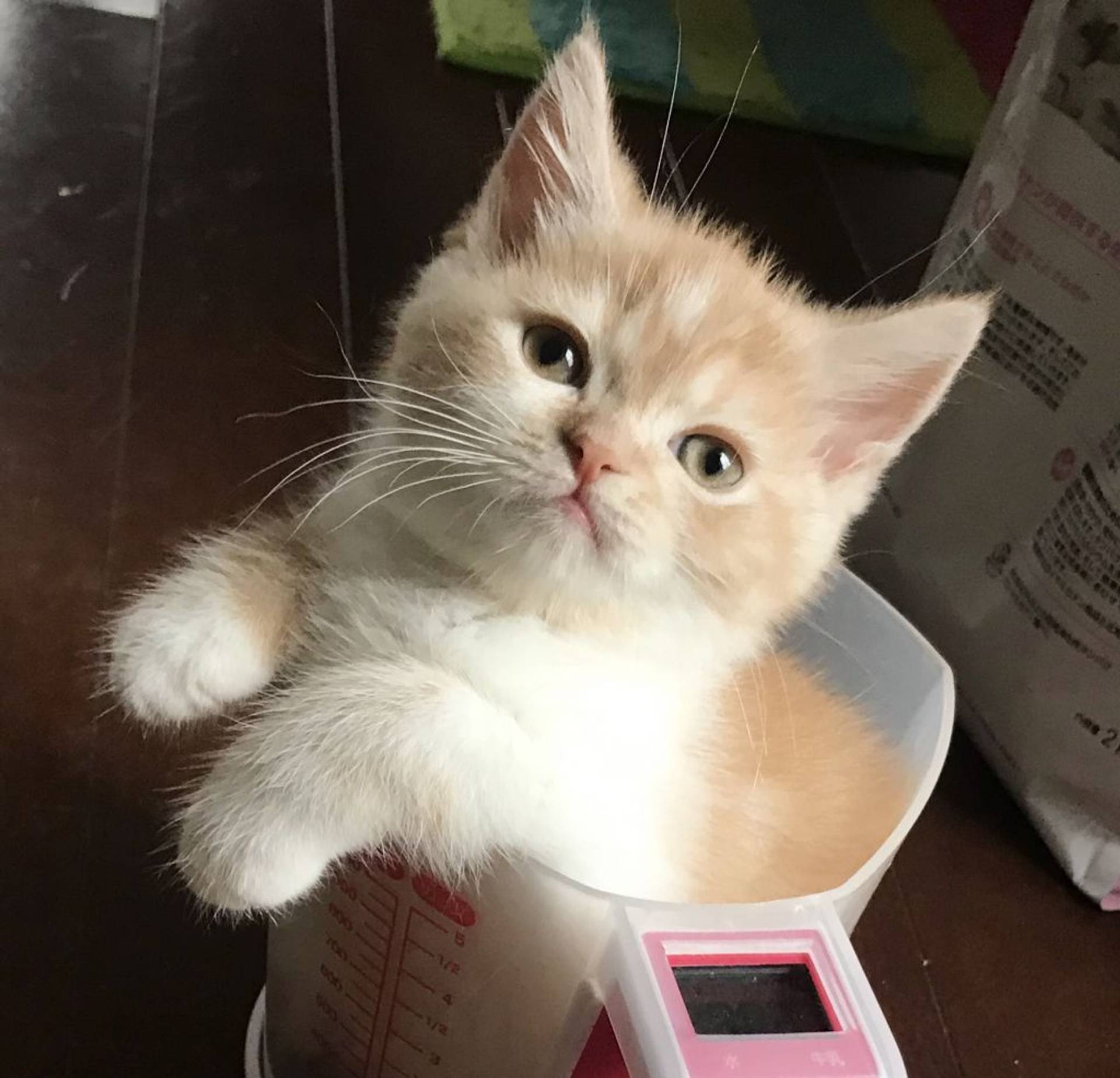 雑種（ミックス猫）・オスの里親募集の写真