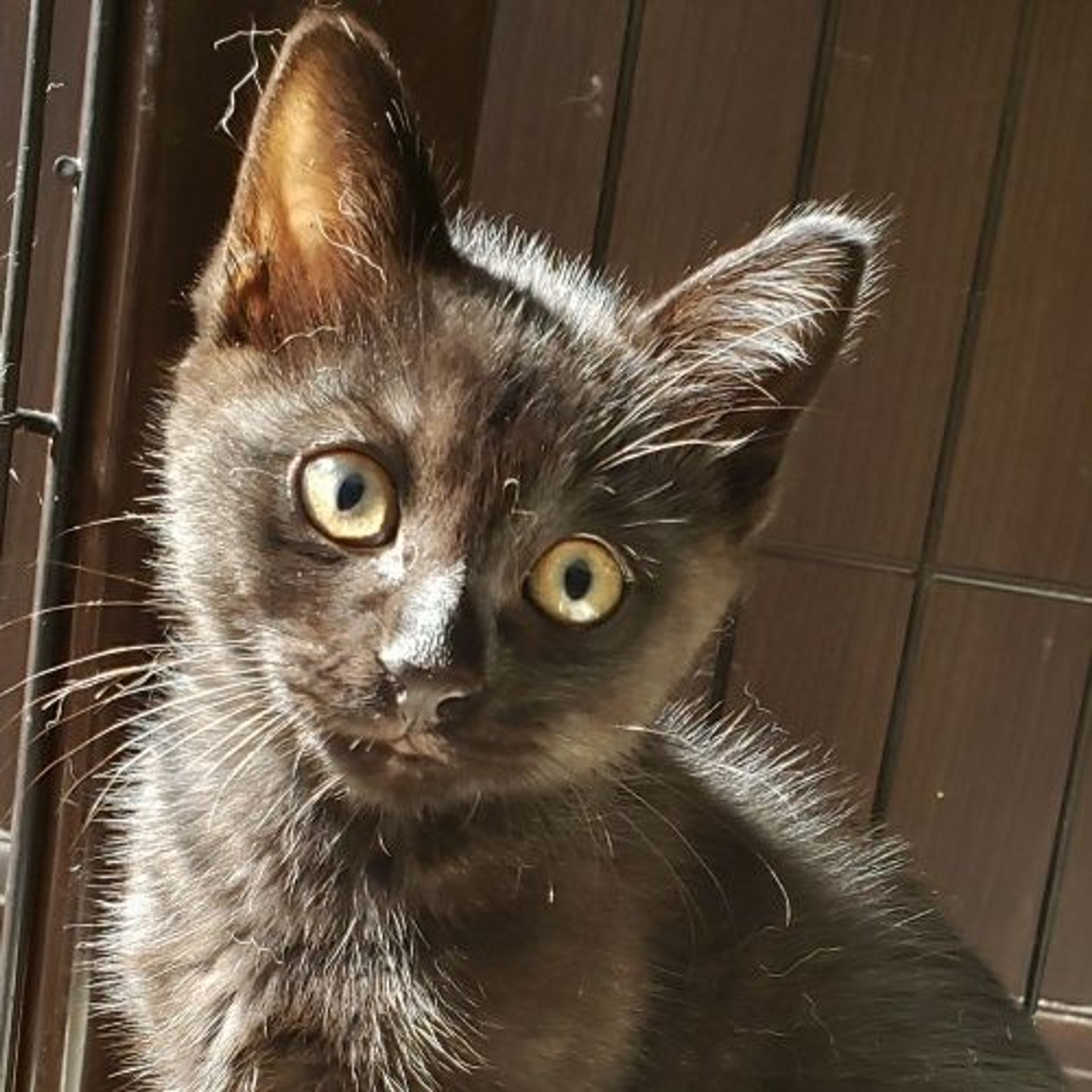 雑種（ミックス猫）・オスの里親募集の写真