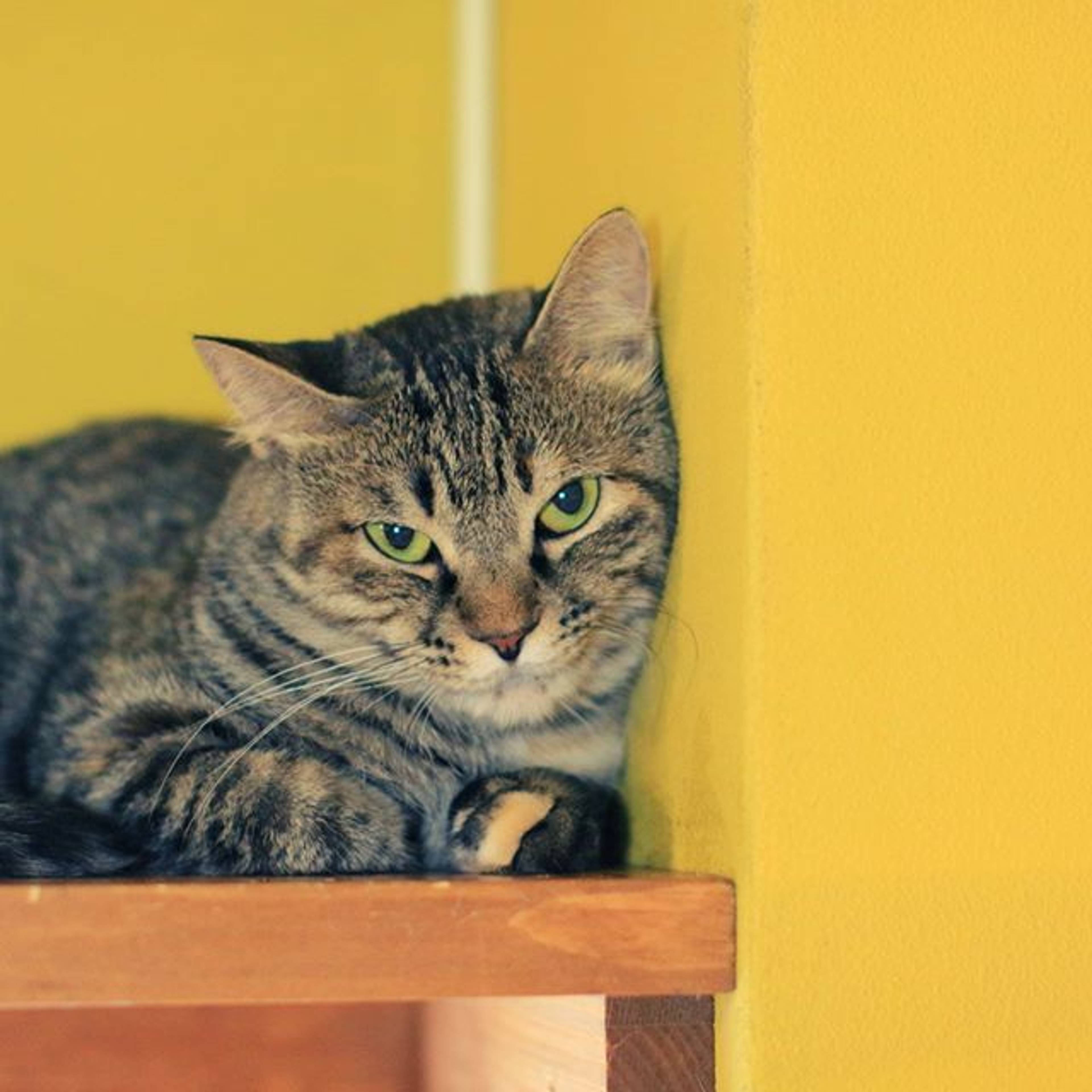 雑種（ミックス猫）・メスの里親募集の写真