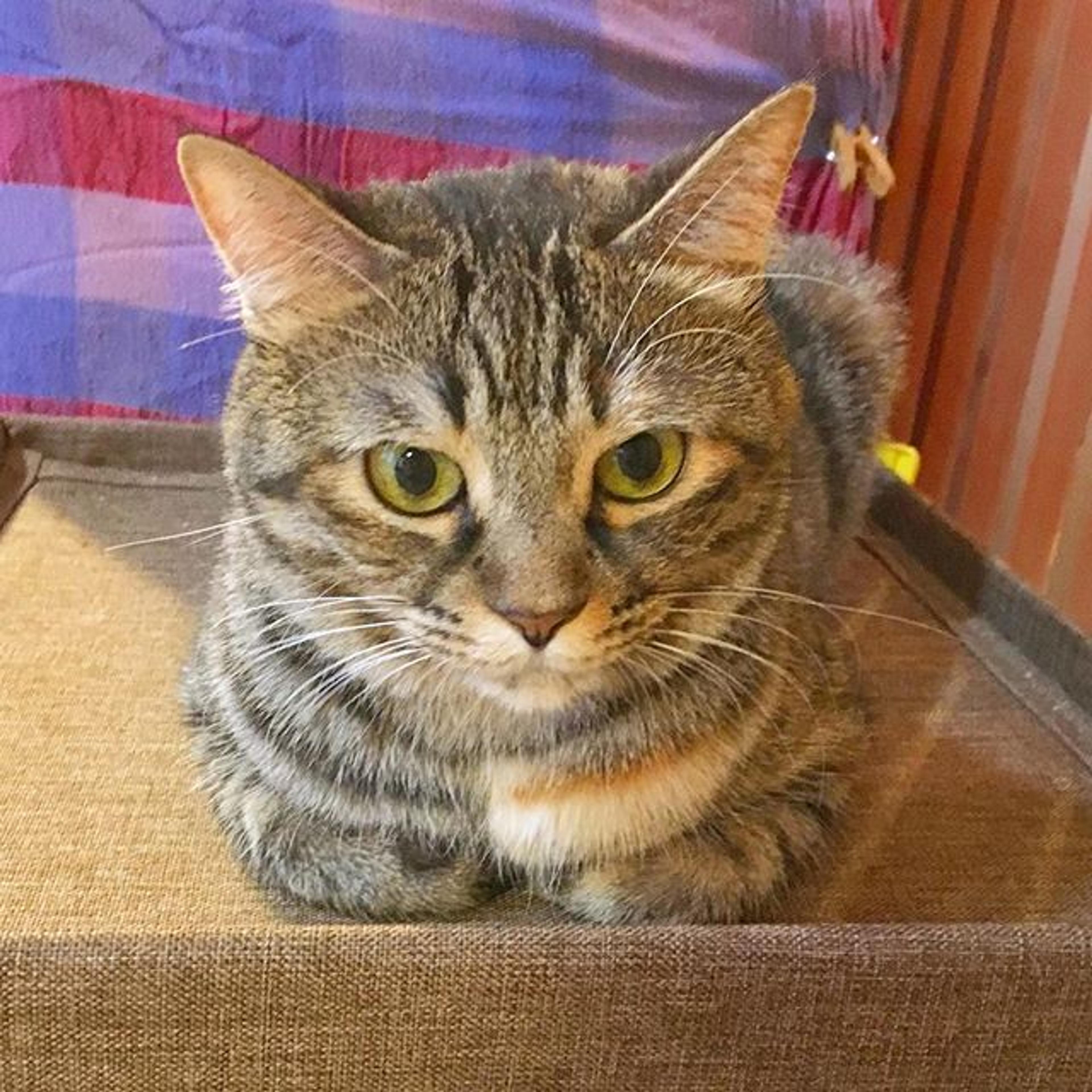 pet-image-2