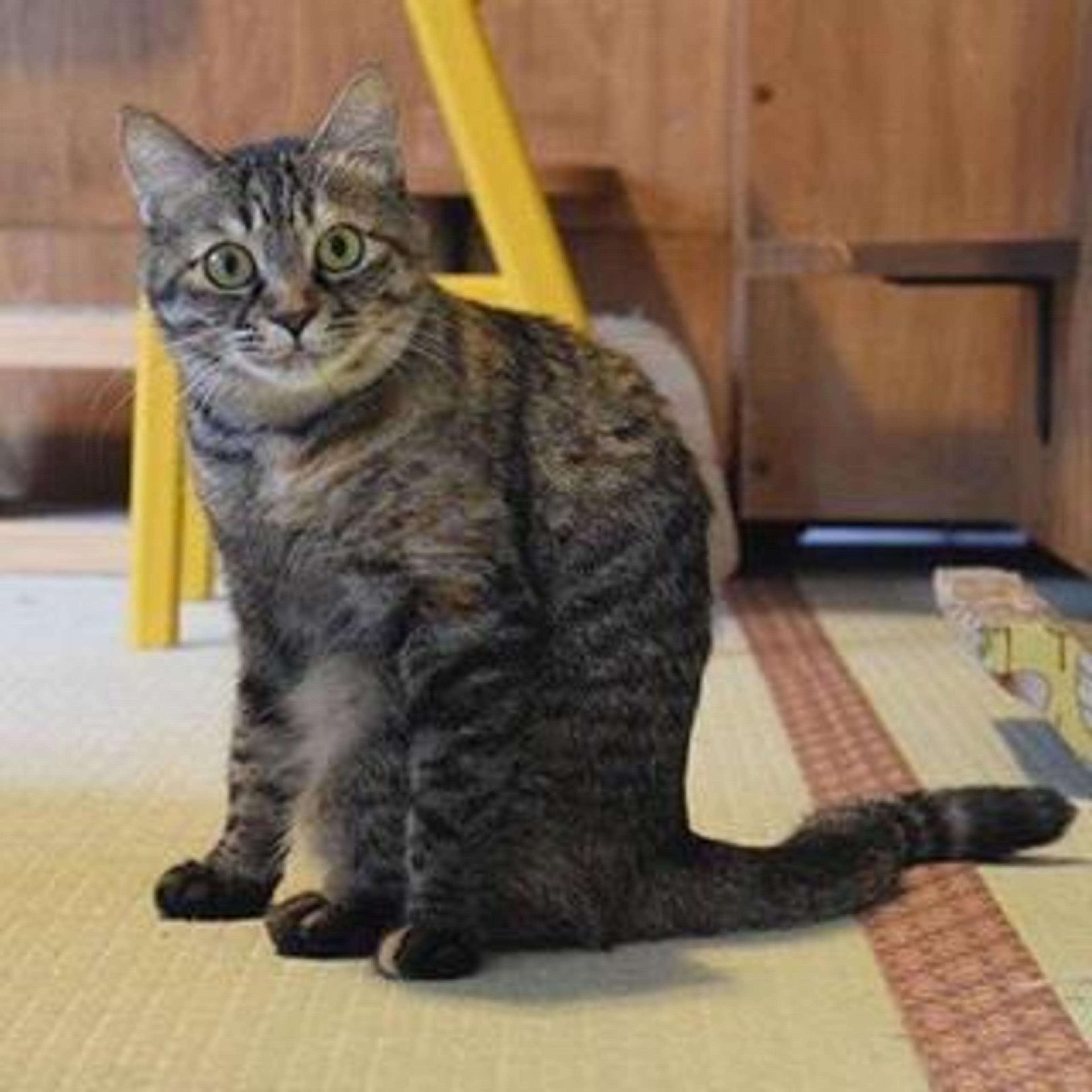 pet-image-3