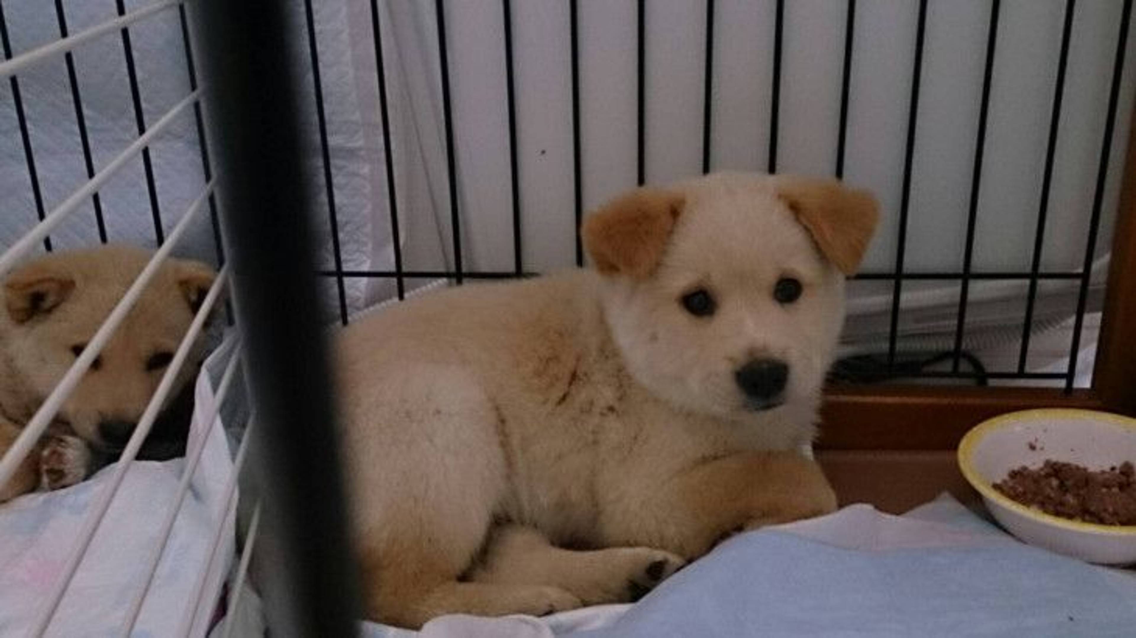 雑種（ミックス犬）・オスの里親募集の写真