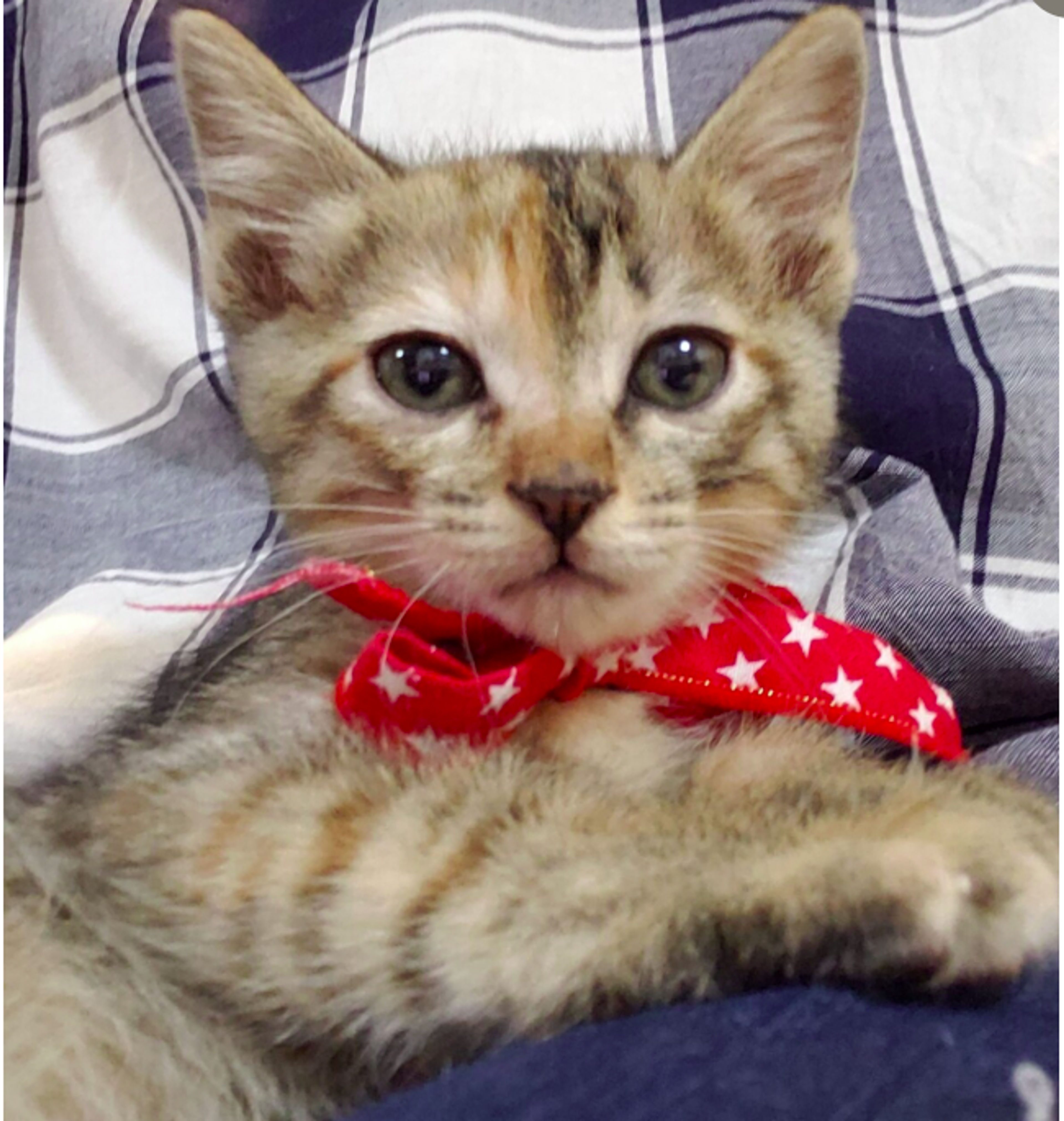 しましまようこ♡様 シアーライト中綿コート | GRANDMA MAMA DAUGHTER (Women