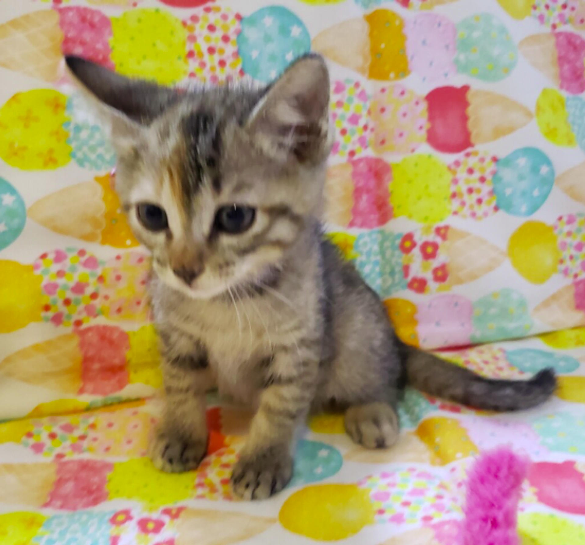 pet-image-3