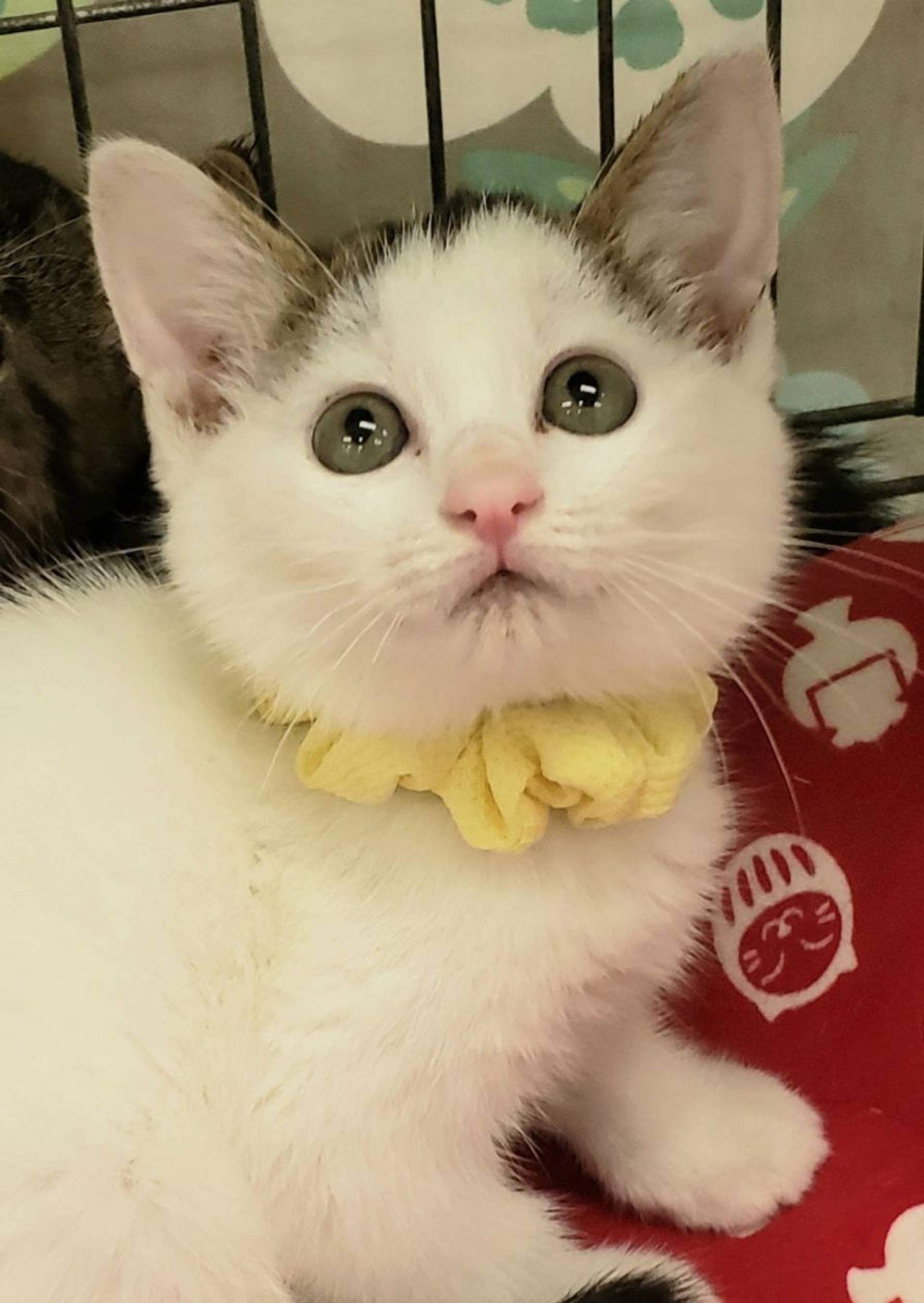 雑種（ミックス猫）・メスの里親募集の写真