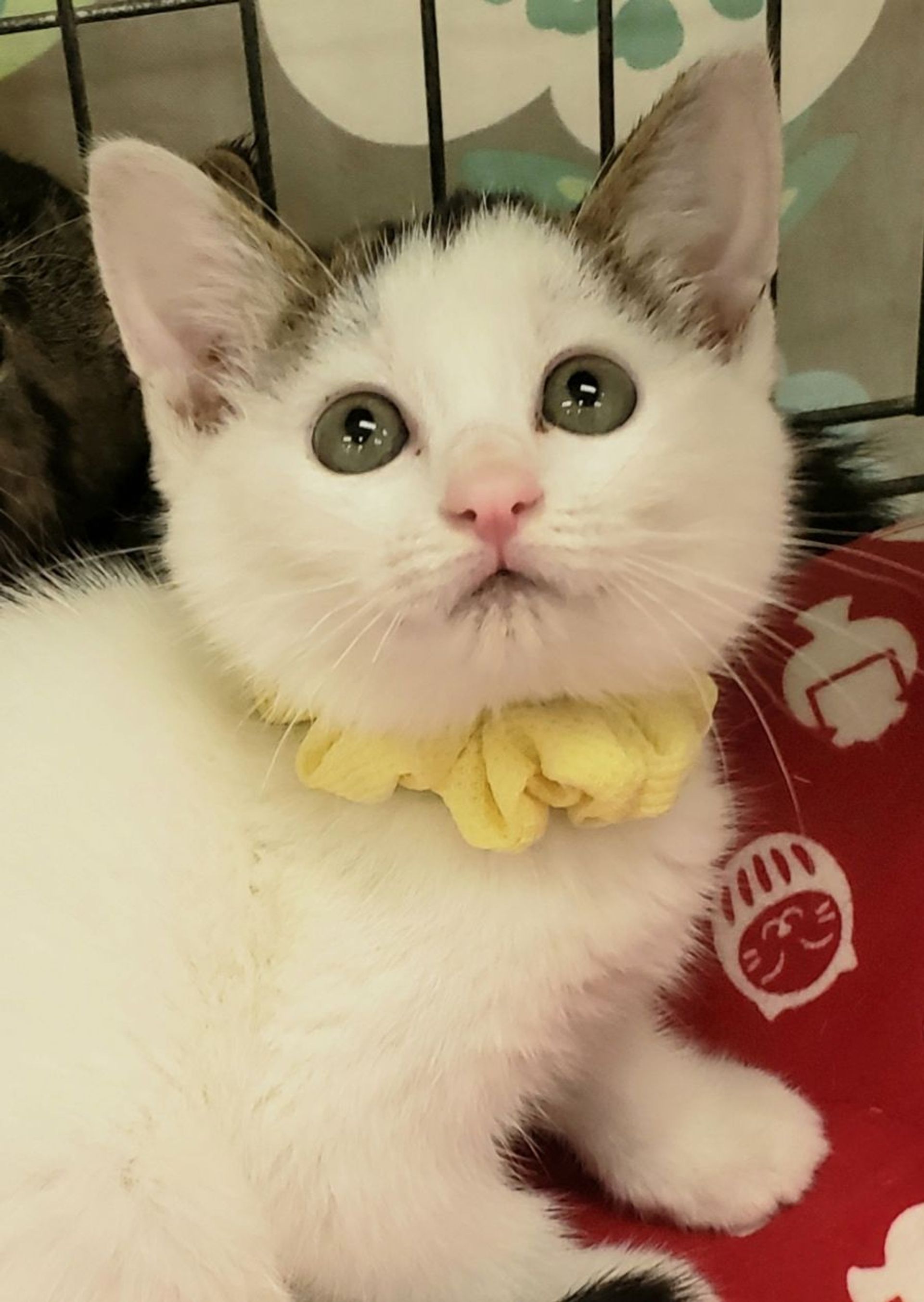 雑種（ミックス猫）・メスの里親募集の写真