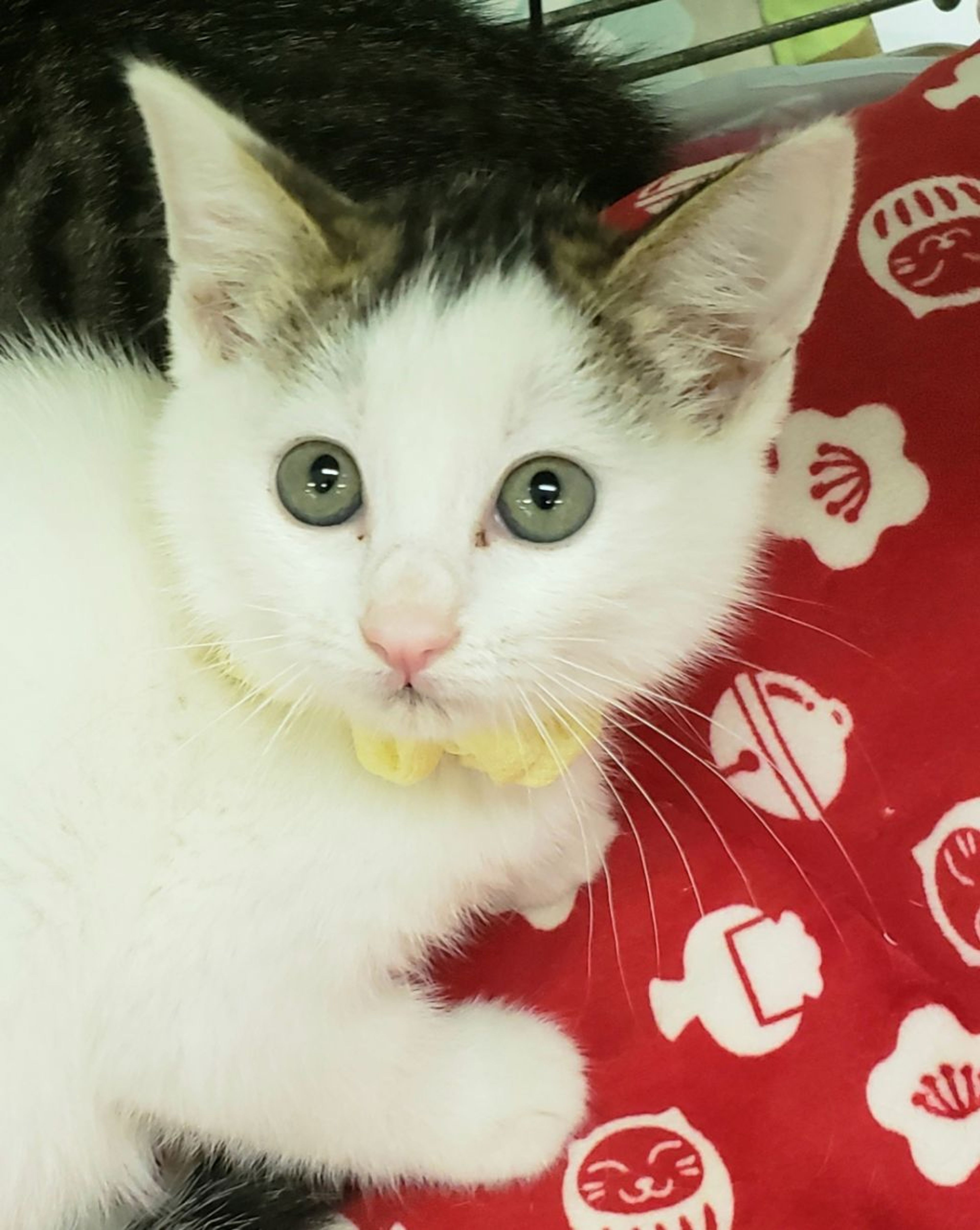 pet-image-2