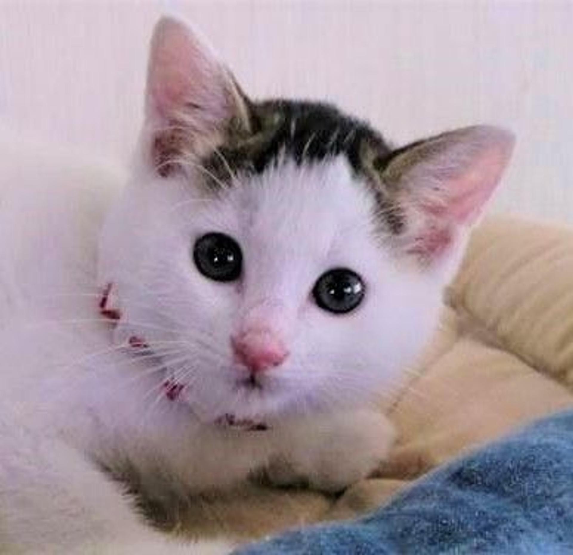 pet-image-5