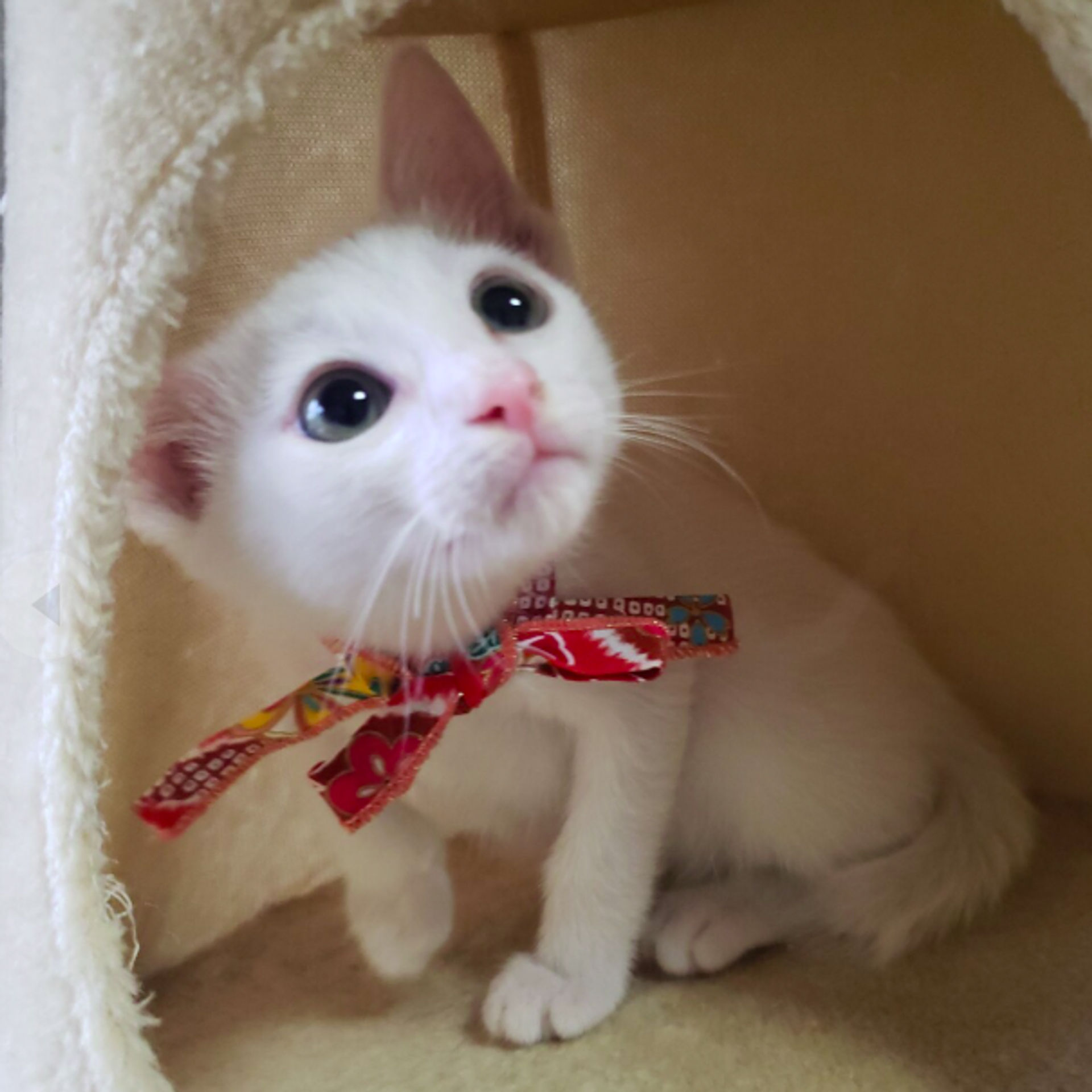 雑種（ミックス猫）・オスの里親募集の写真