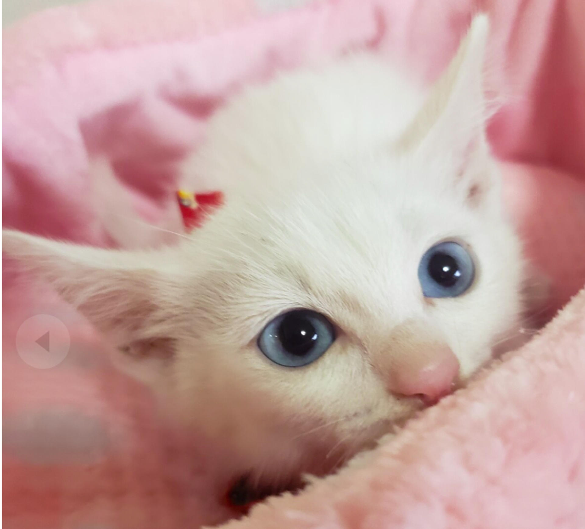 pet-image-2