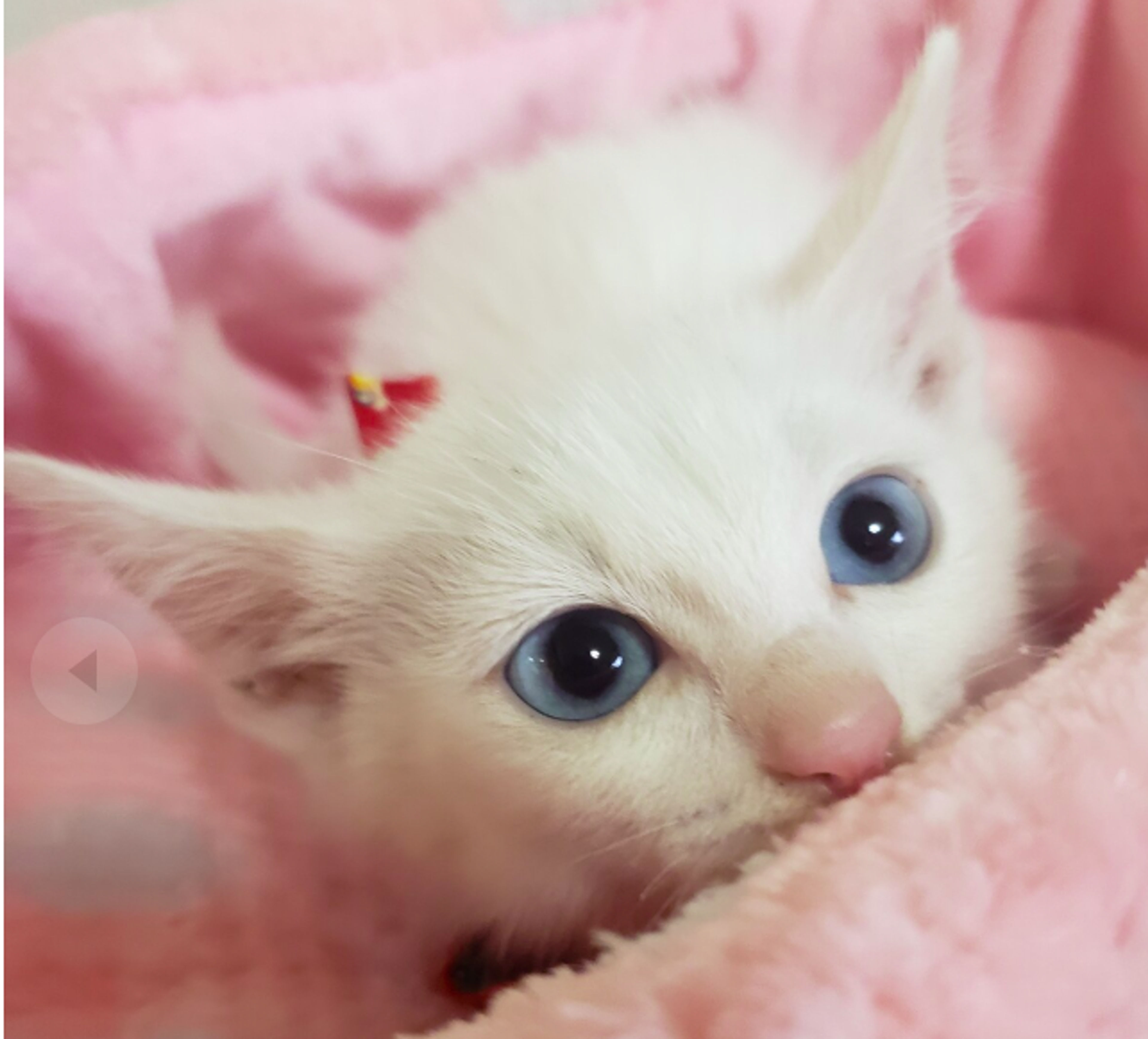 pet-image-2