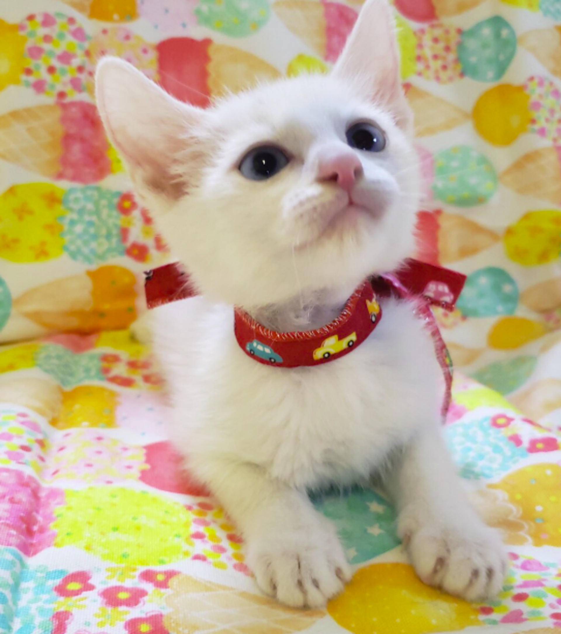 pet-image-5