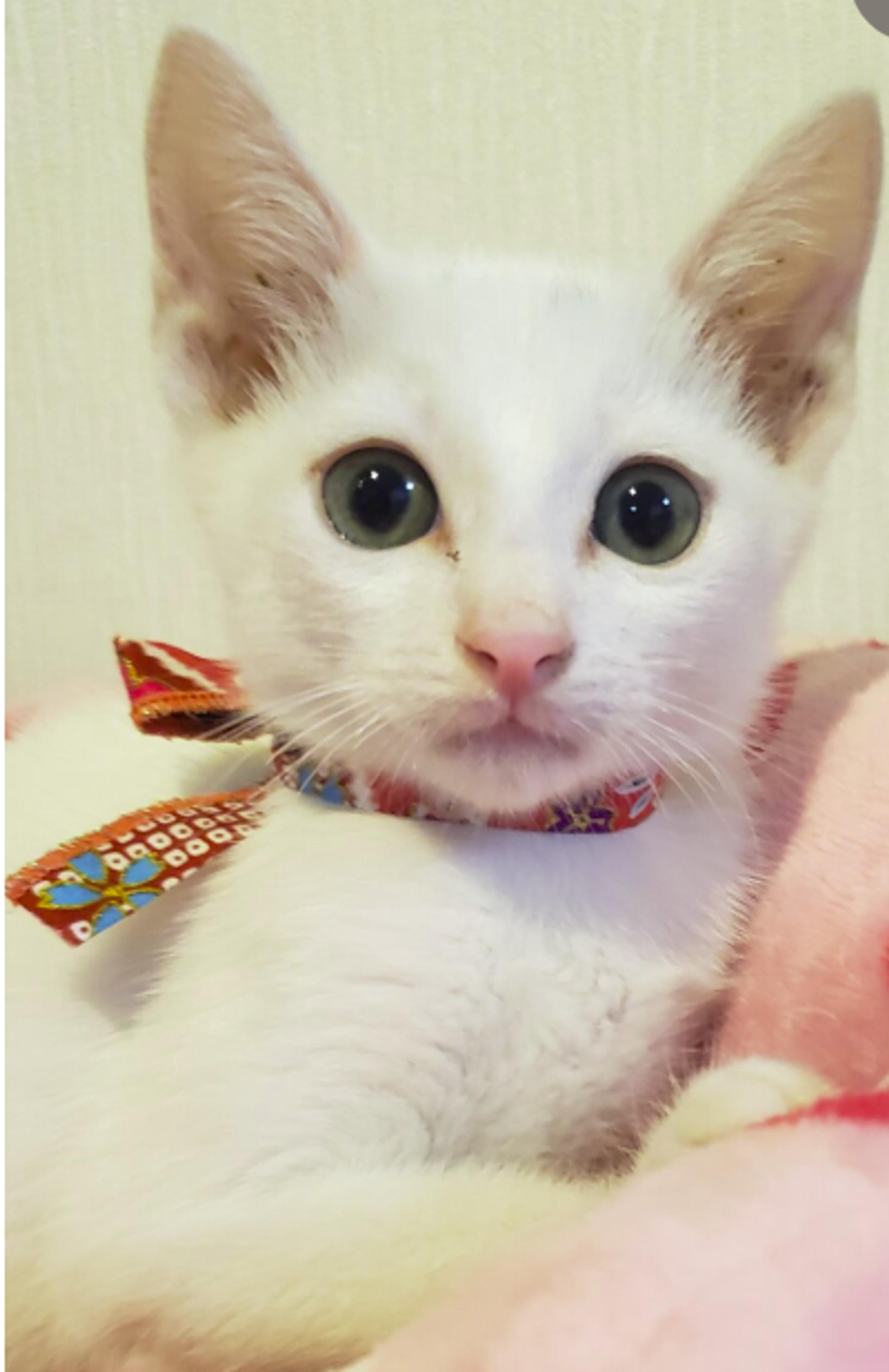 pet-image-6
