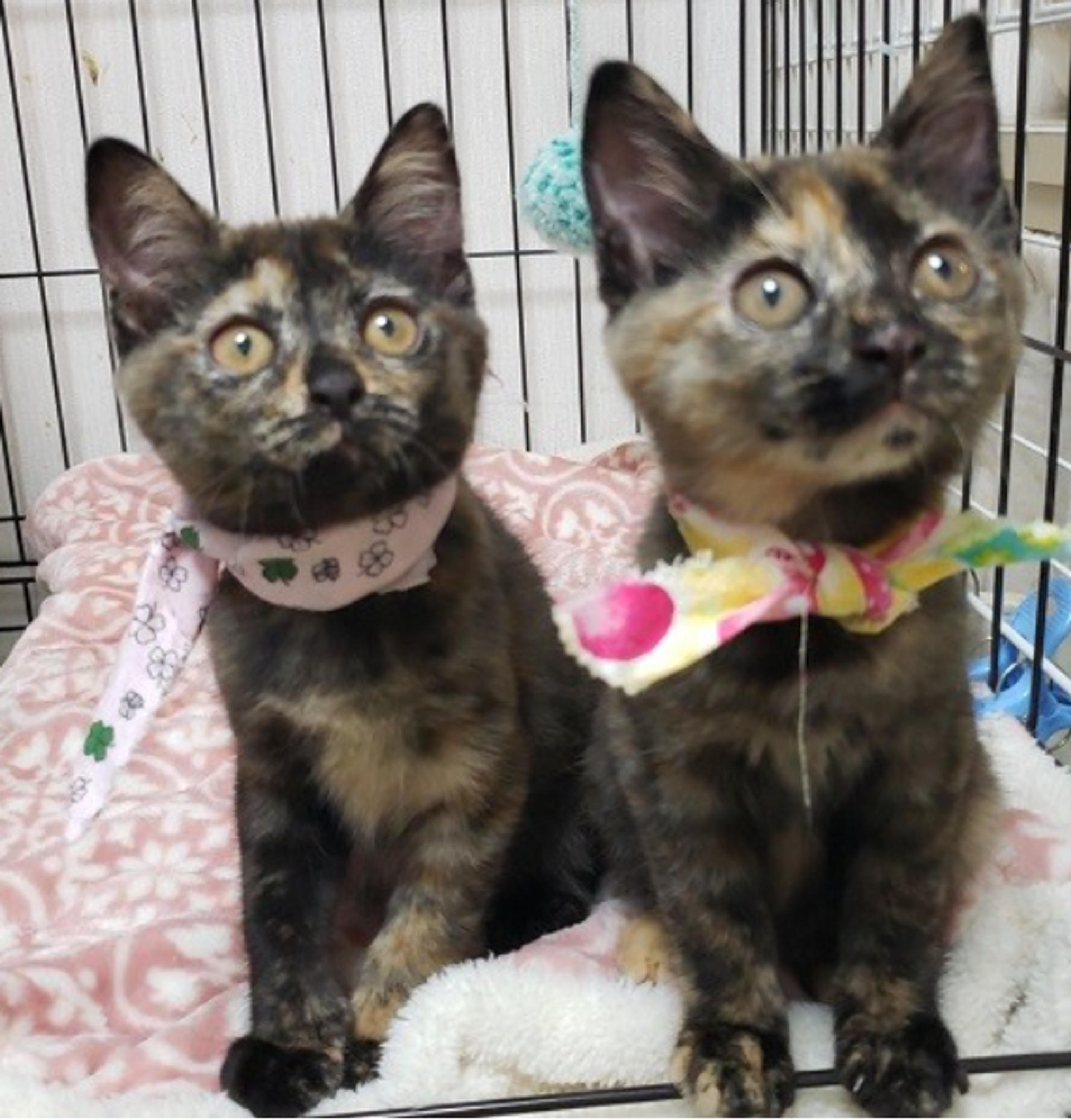 pet-image-4