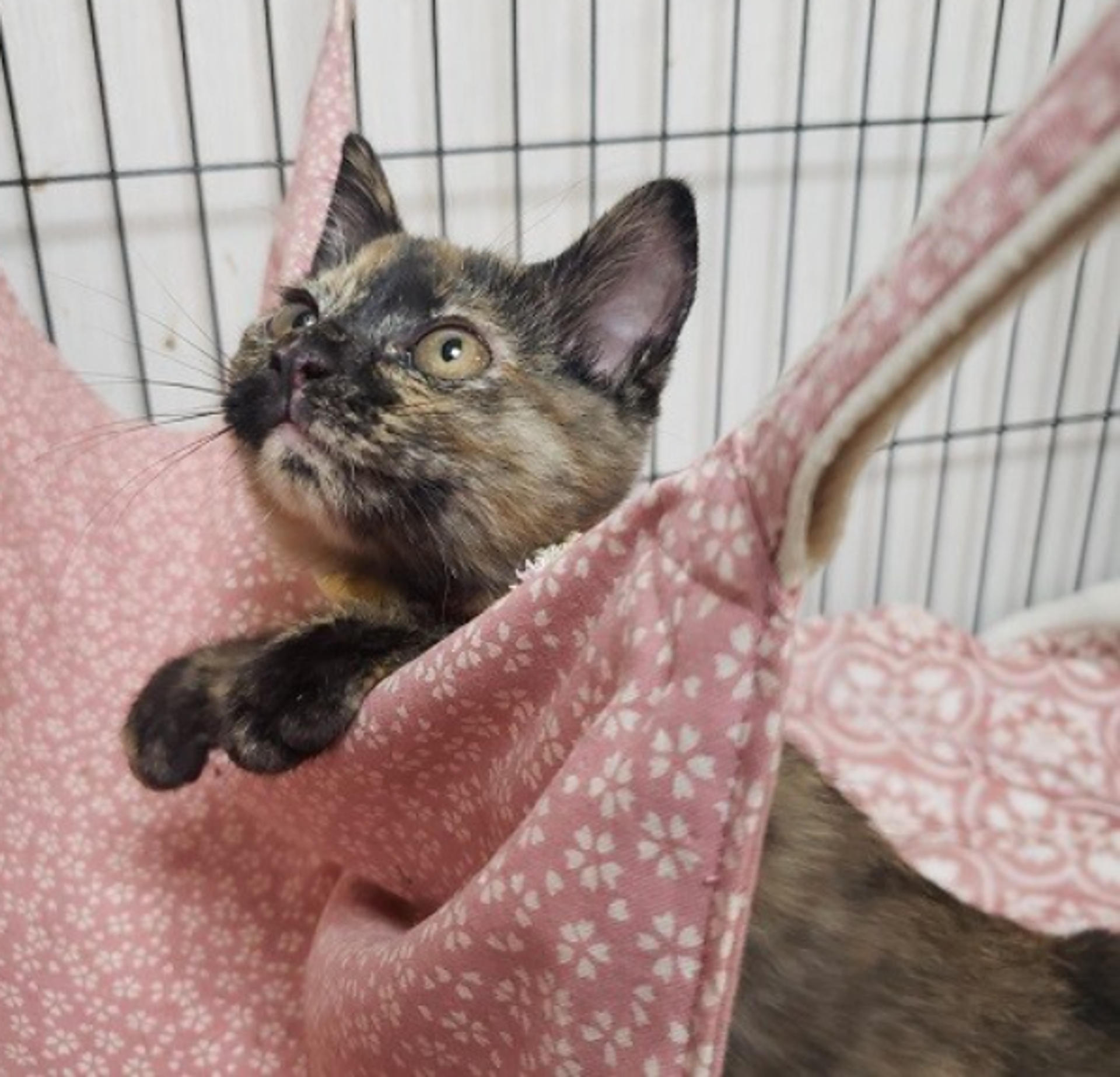 pet-image-5