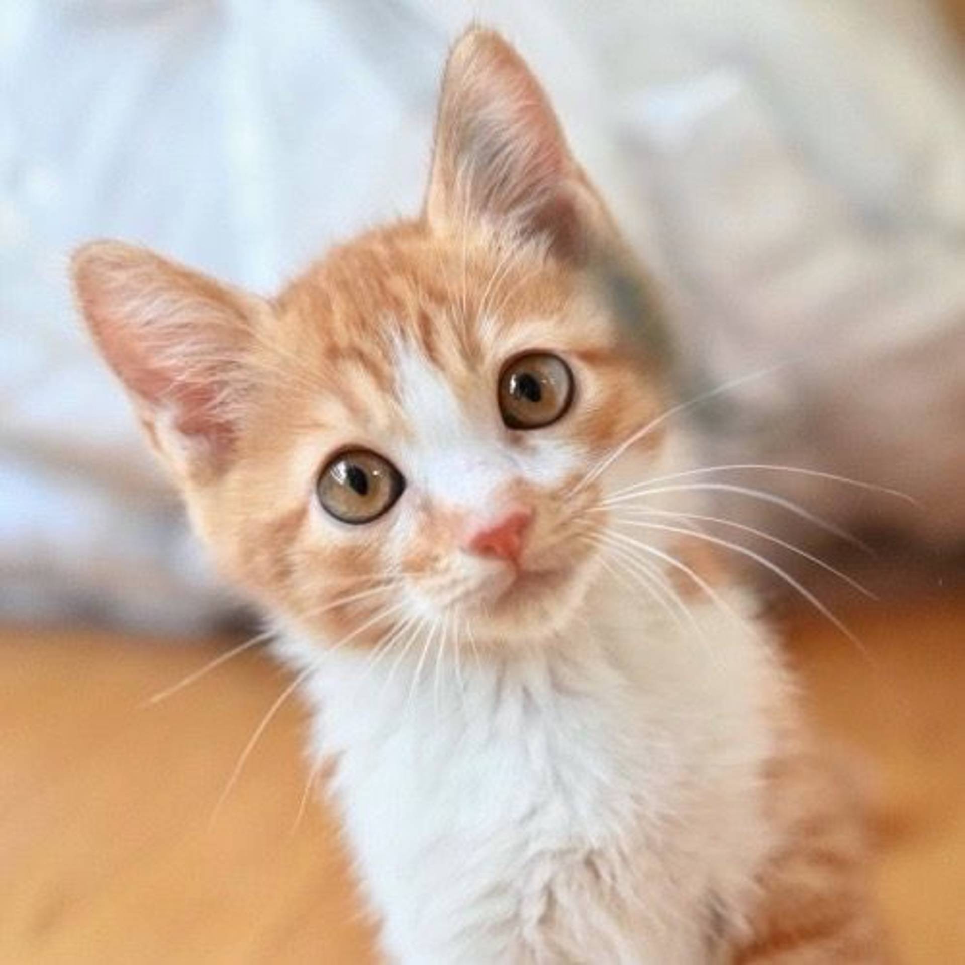 雑種（ミックス猫）・オスの里親募集の写真