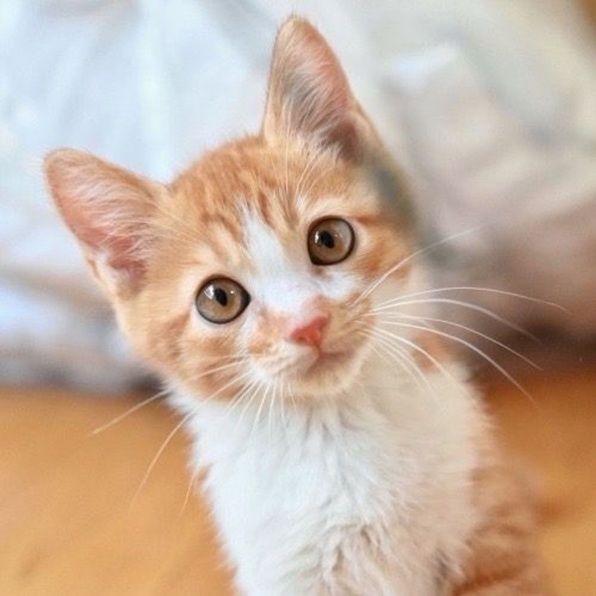 雑種（ミックス猫）・オスの里親募集の写真