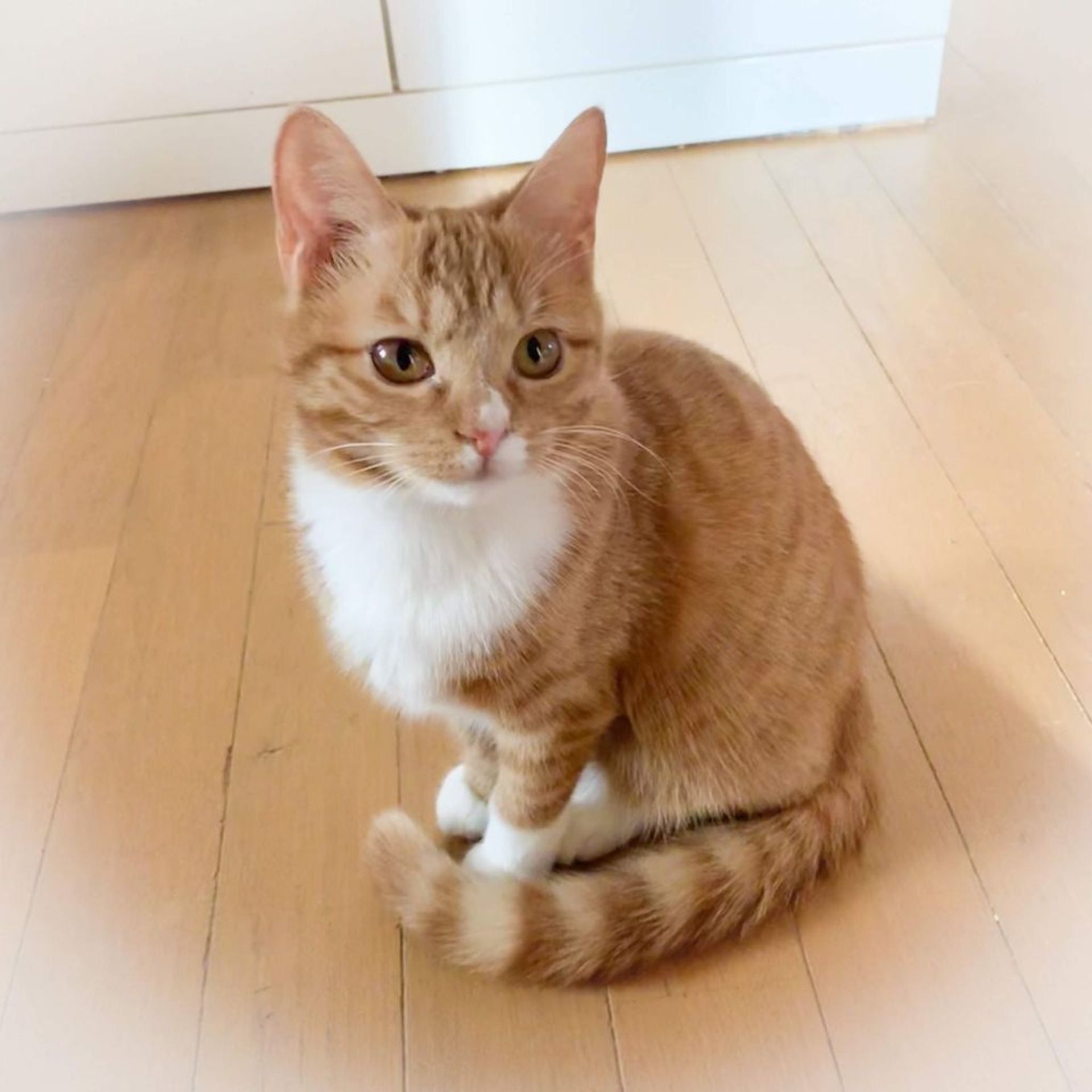 雑種（ミックス猫）・メスの里親募集の写真