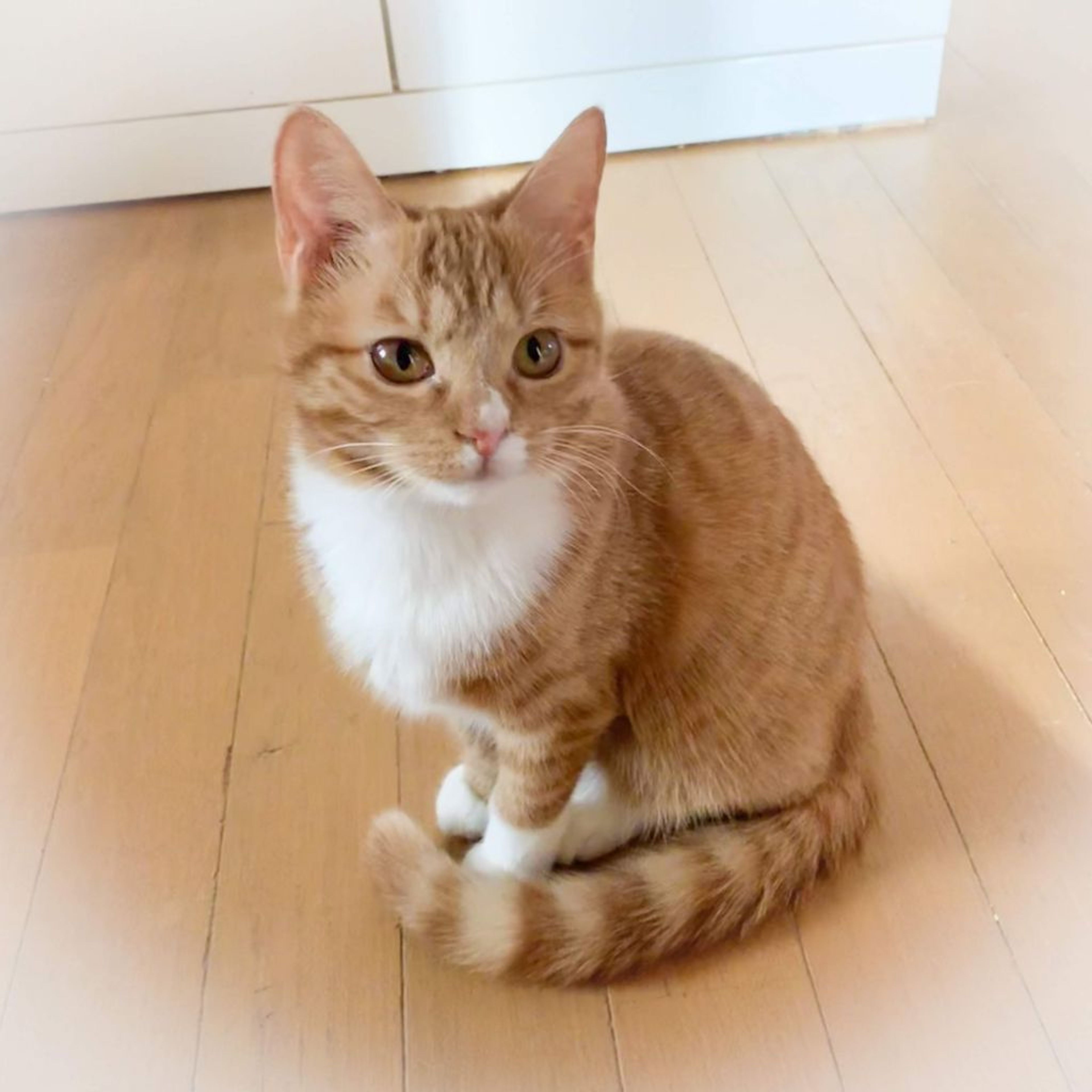 雑種（ミックス猫）・メスの里親募集の写真