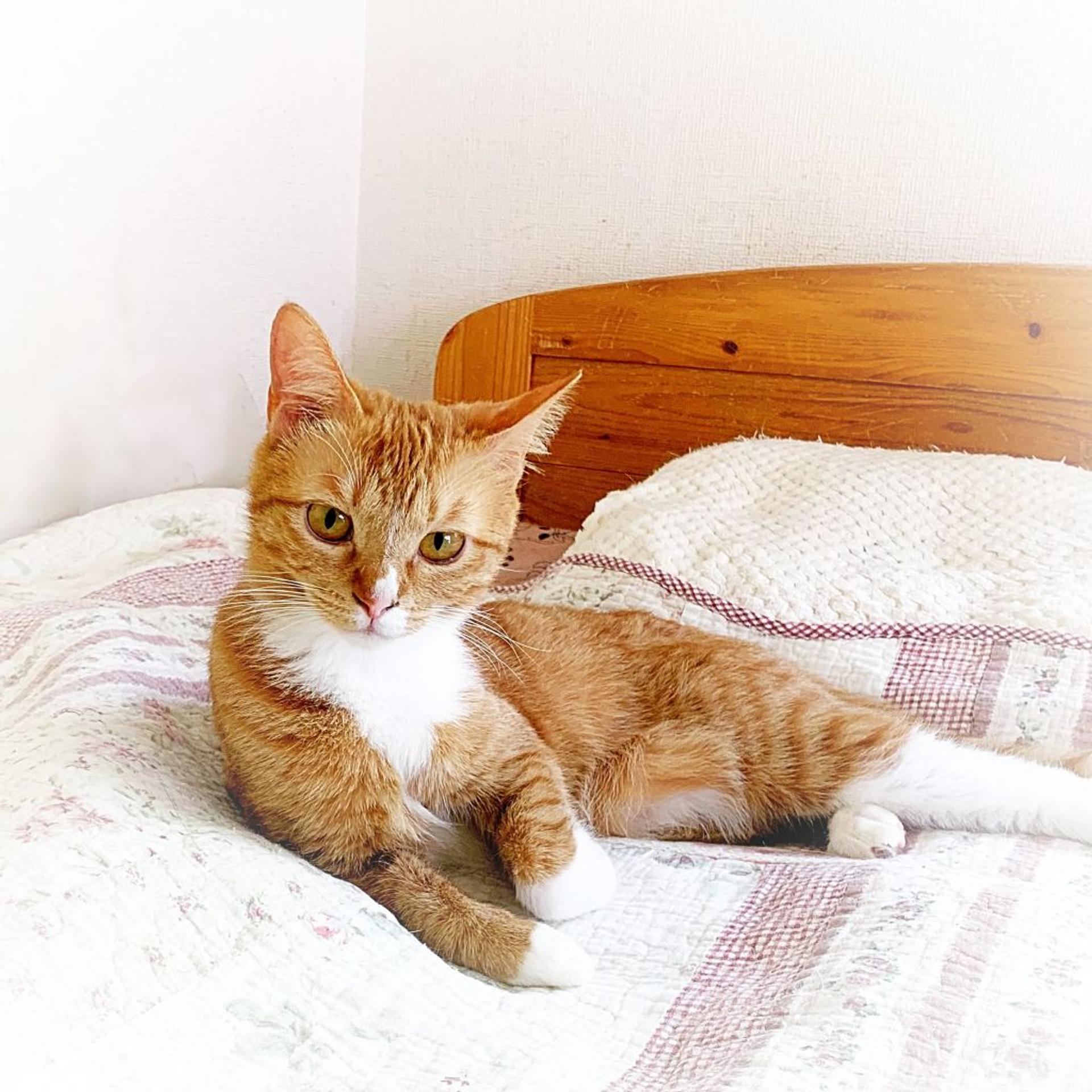pet-image-2