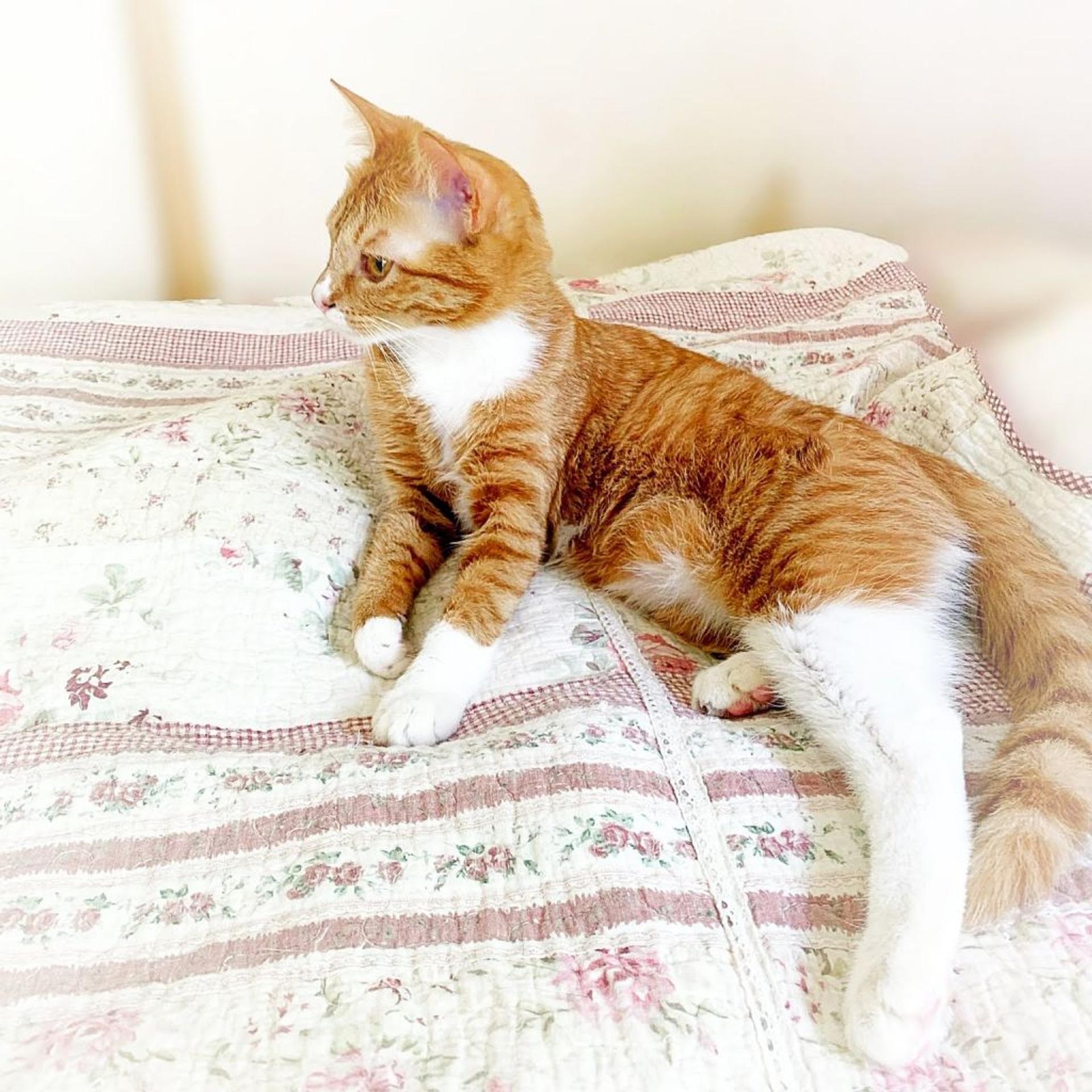 pet-image-3