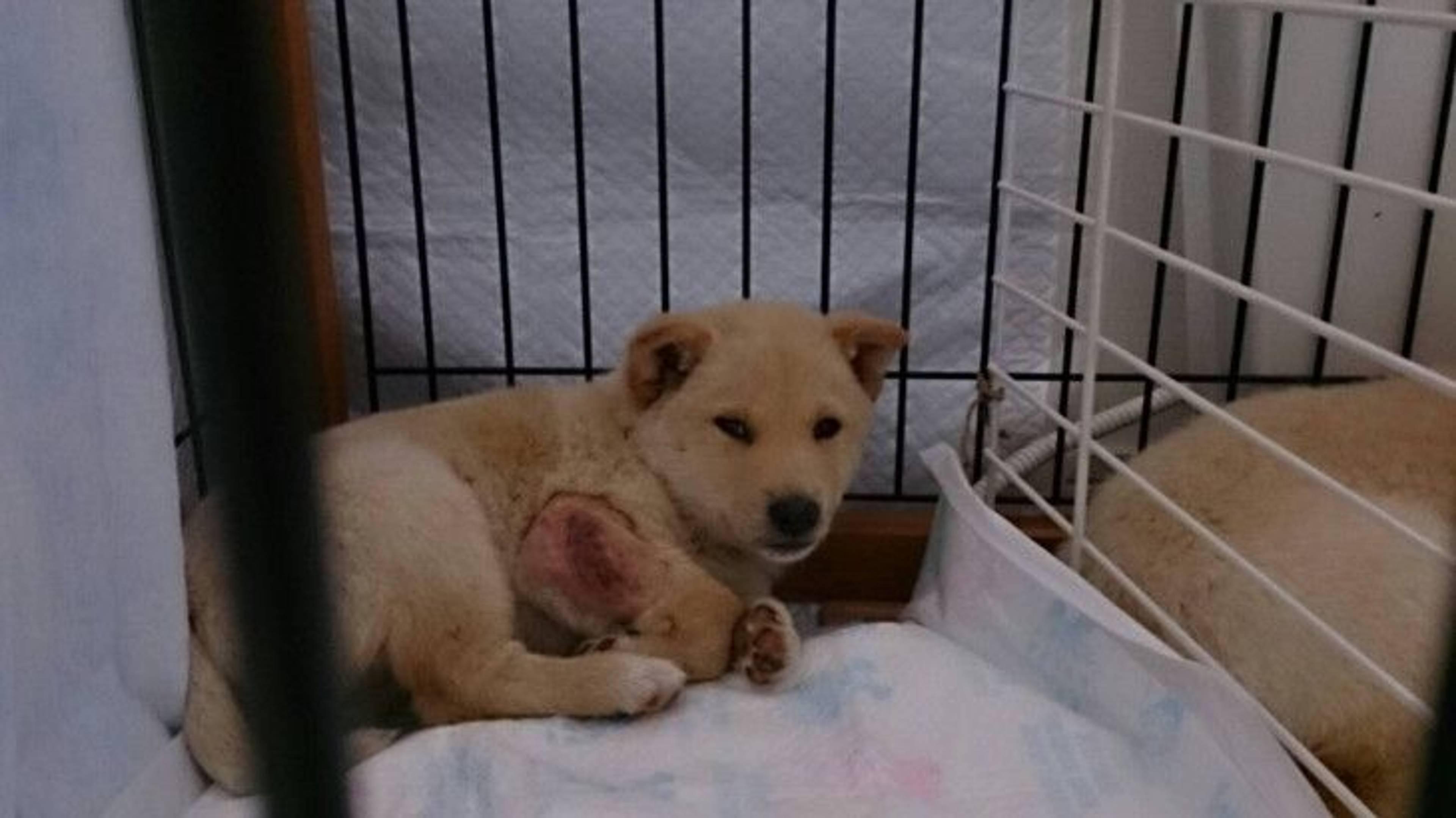 雑種（ミックス犬）・メスの里親募集の写真