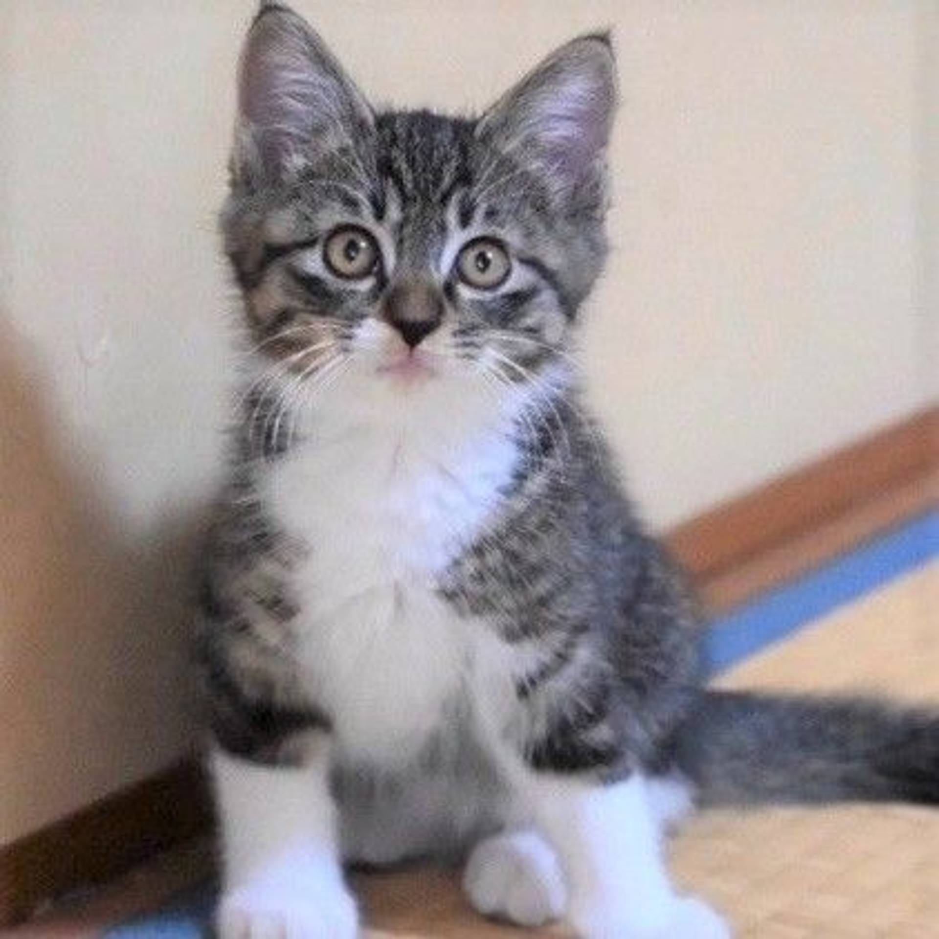 雑種（ミックス猫）・オスの里親募集の写真