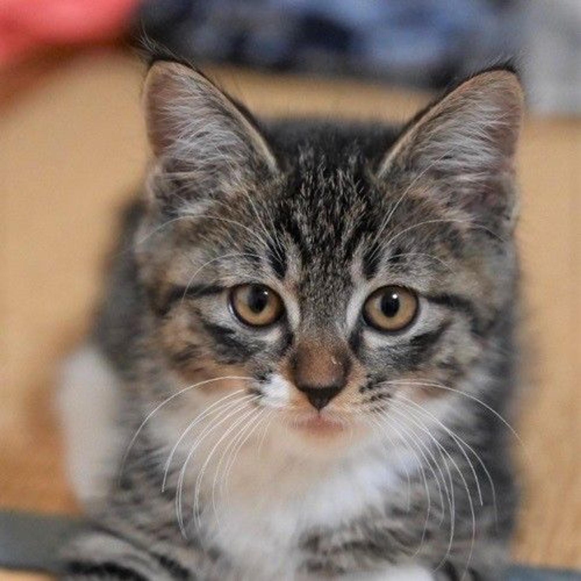 pet-image-2