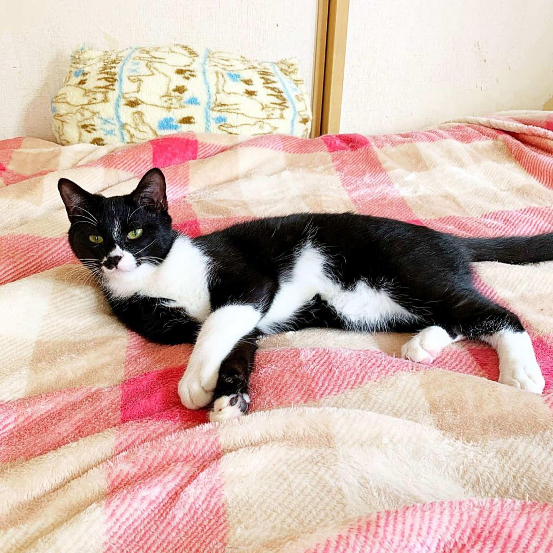 雑種（ミックス猫）・オスの里親募集の写真