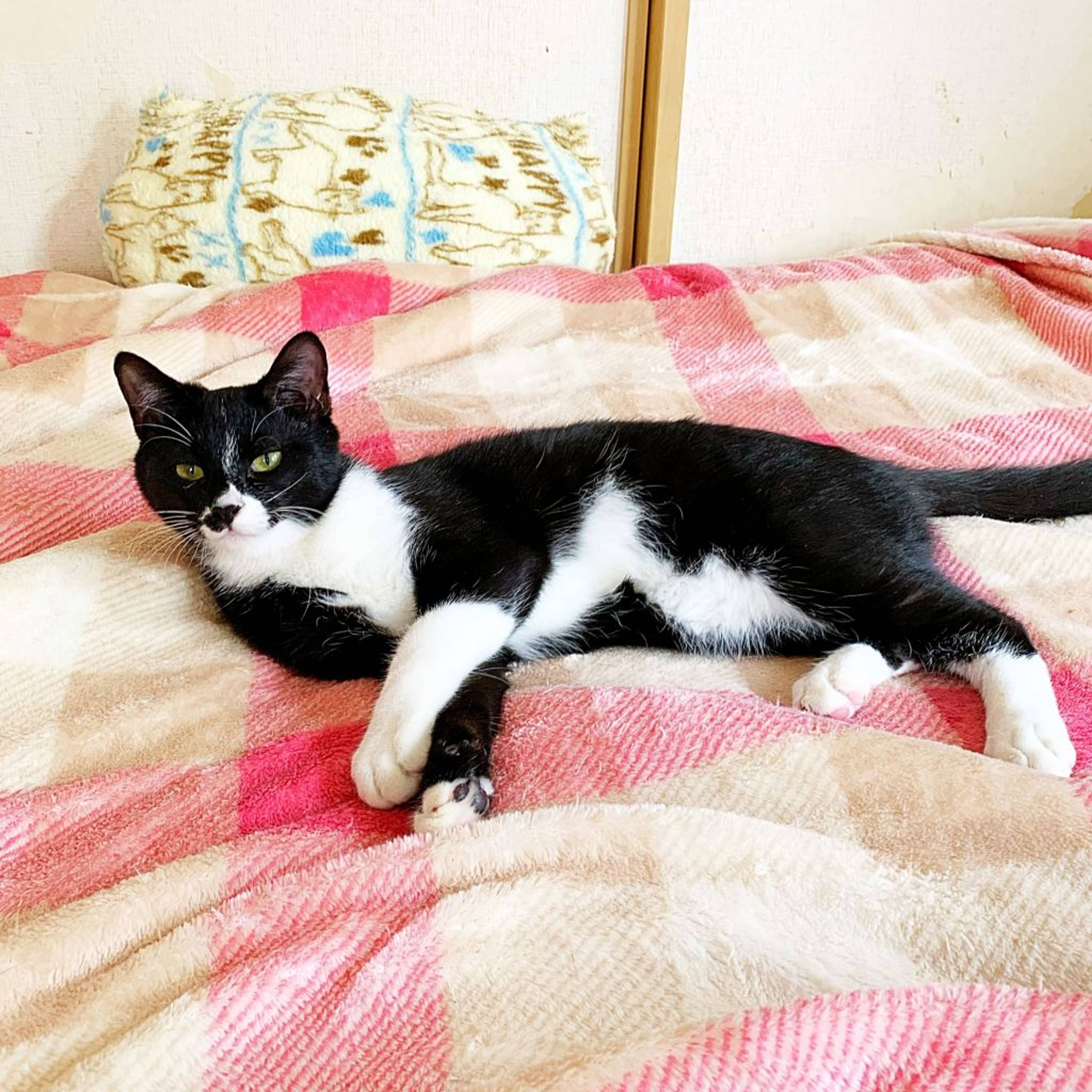 雑種（ミックス猫）・オスの里親募集の写真