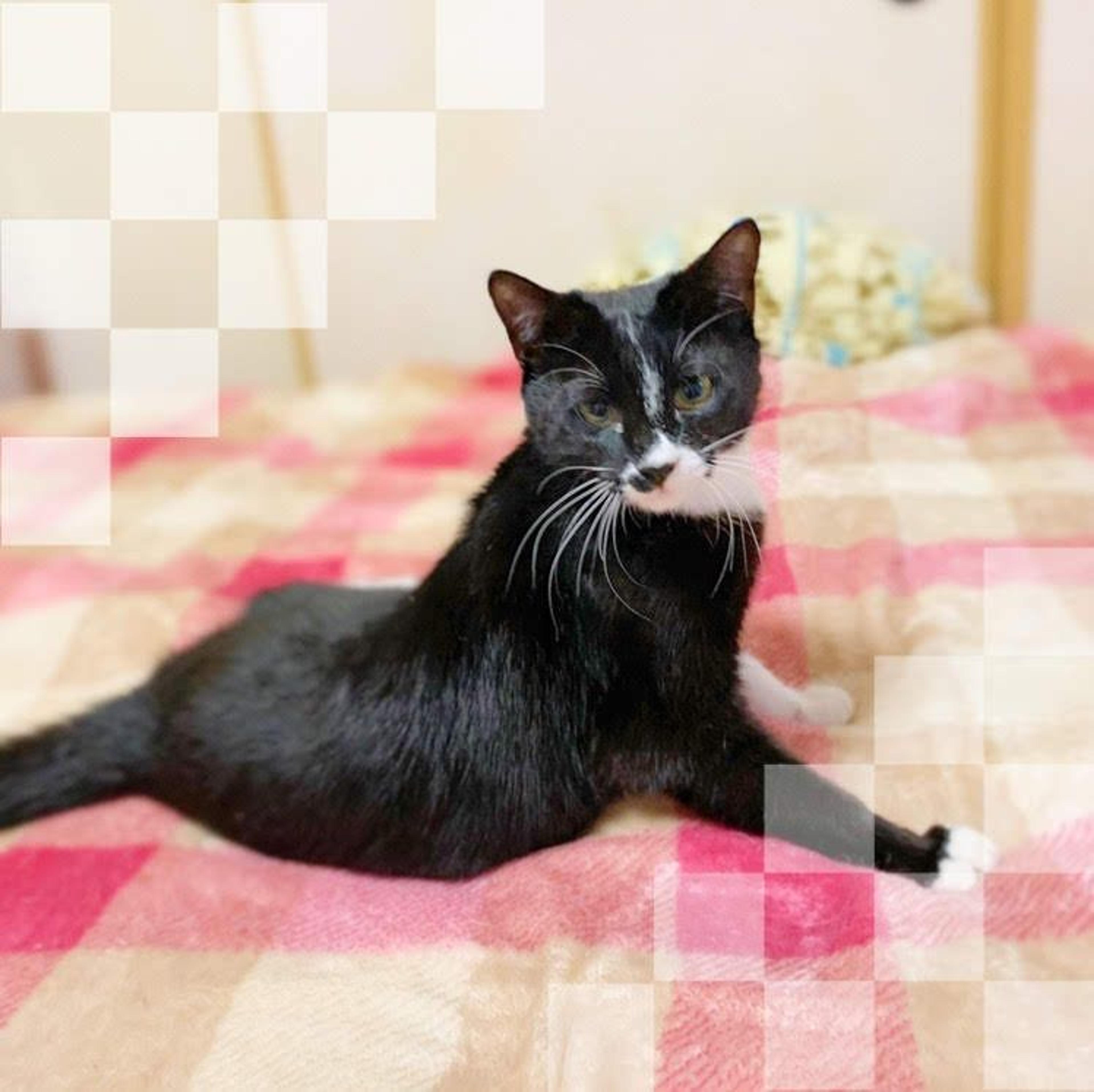 pet-image-2