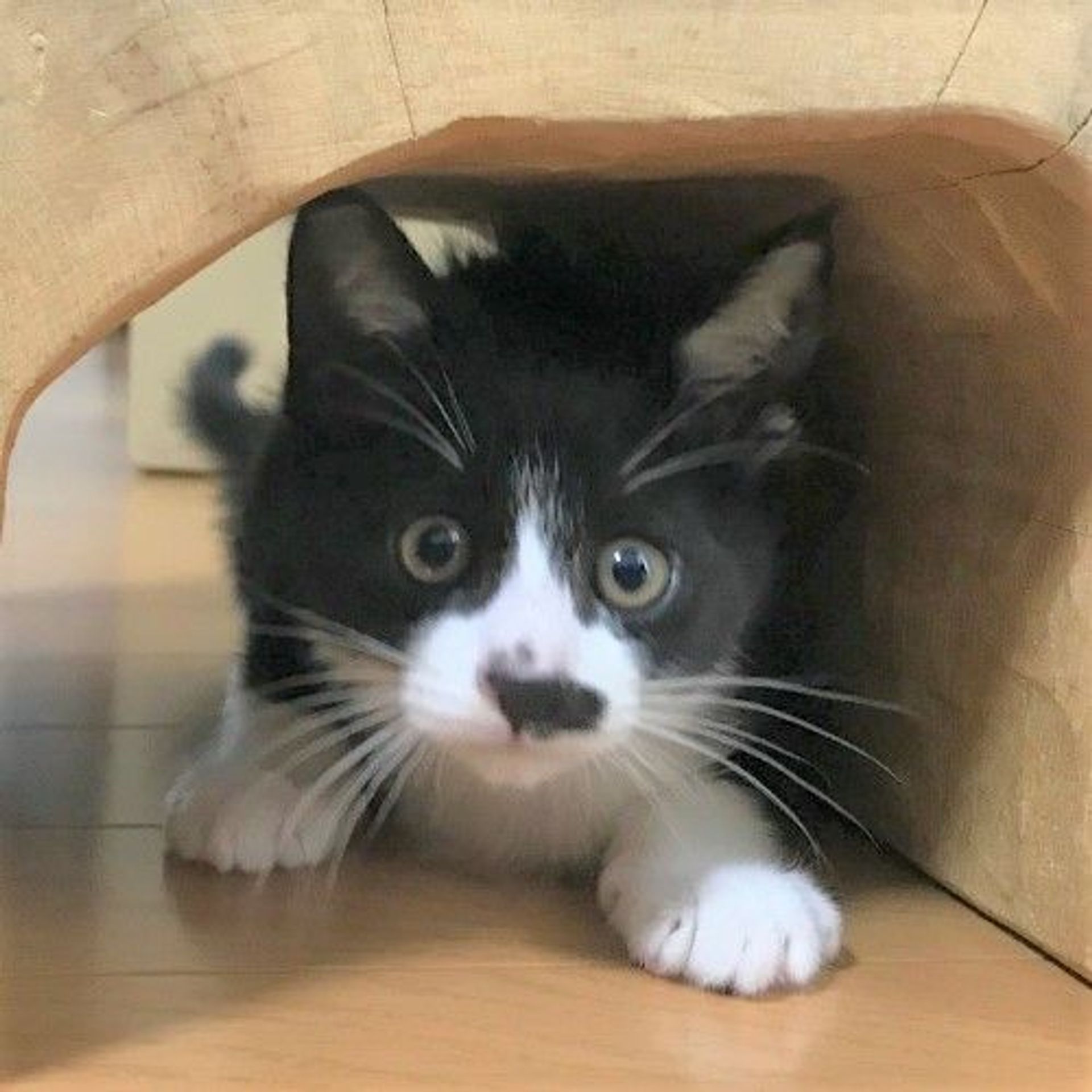 雑種（ミックス猫）・オスの里親募集の写真