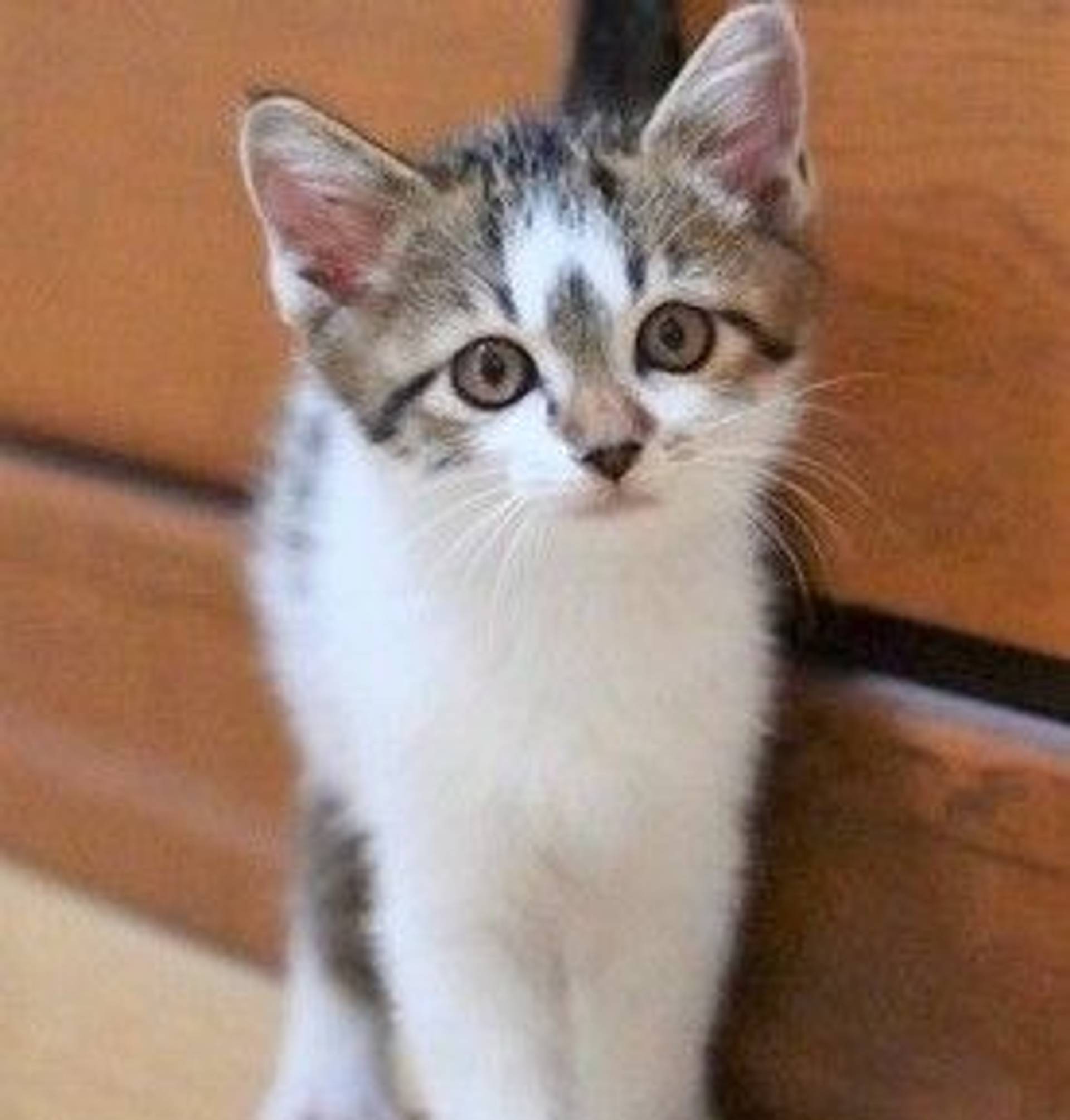 雑種（ミックス猫）・オスの里親募集の写真