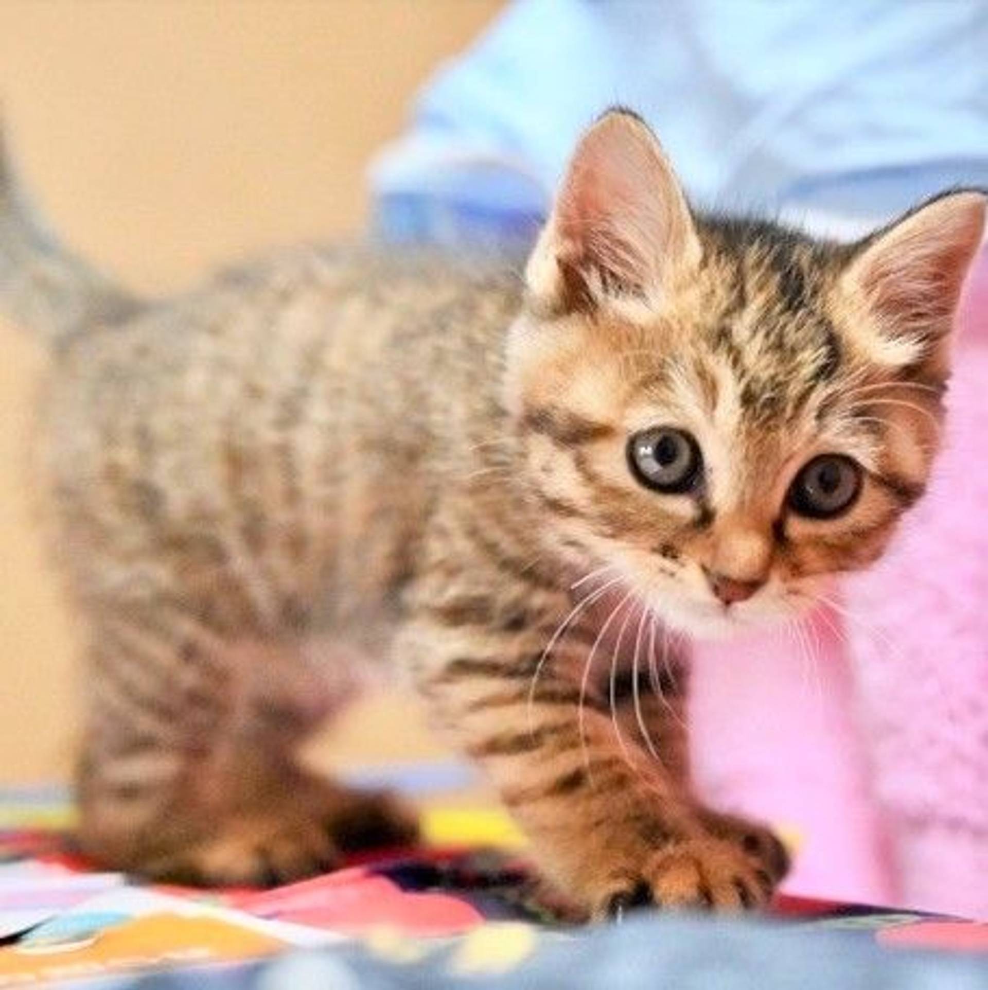 雑種（ミックス猫）・メスの里親募集の写真
