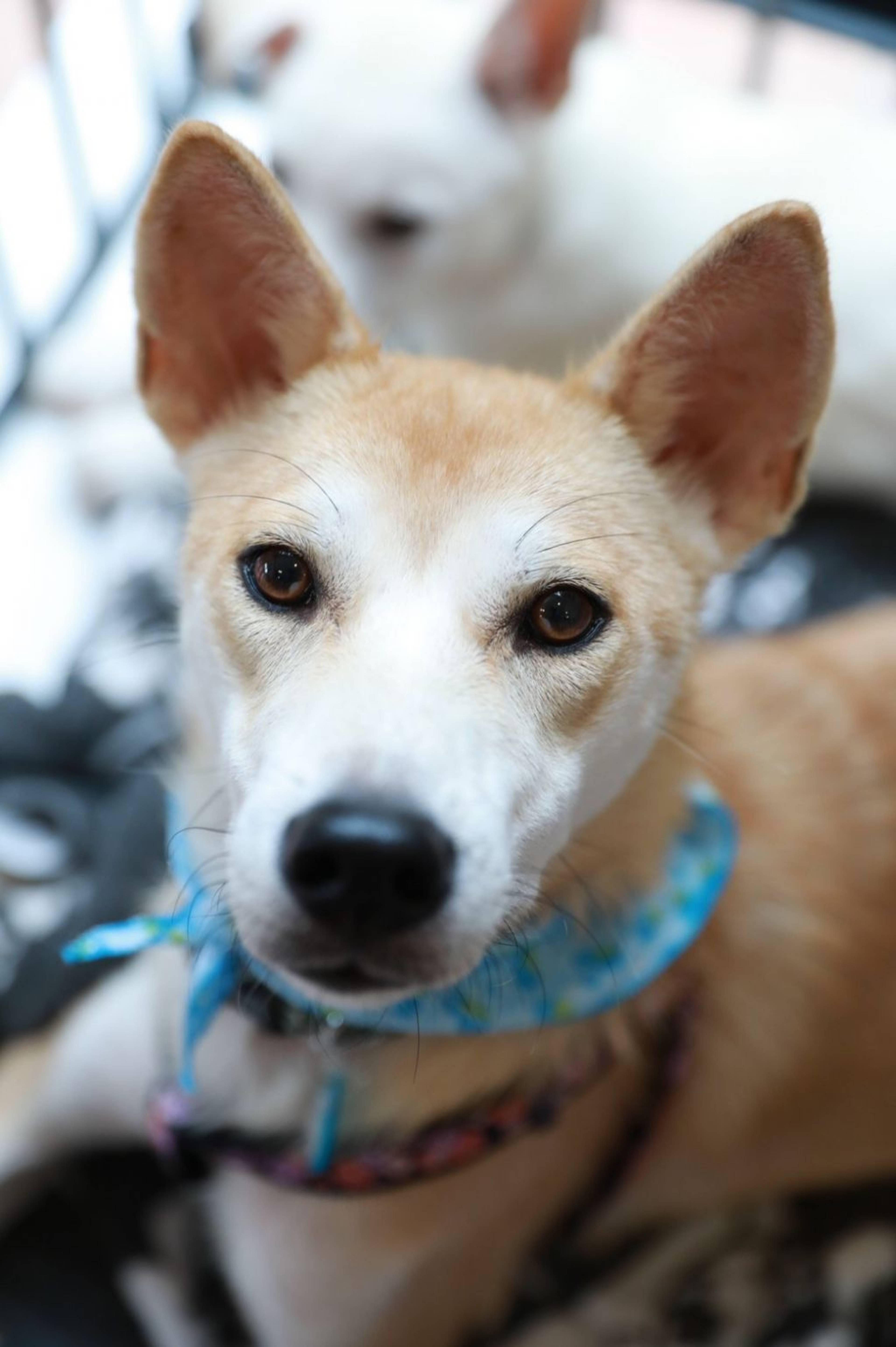 雑種（ミックス犬）・オスの里親募集の写真