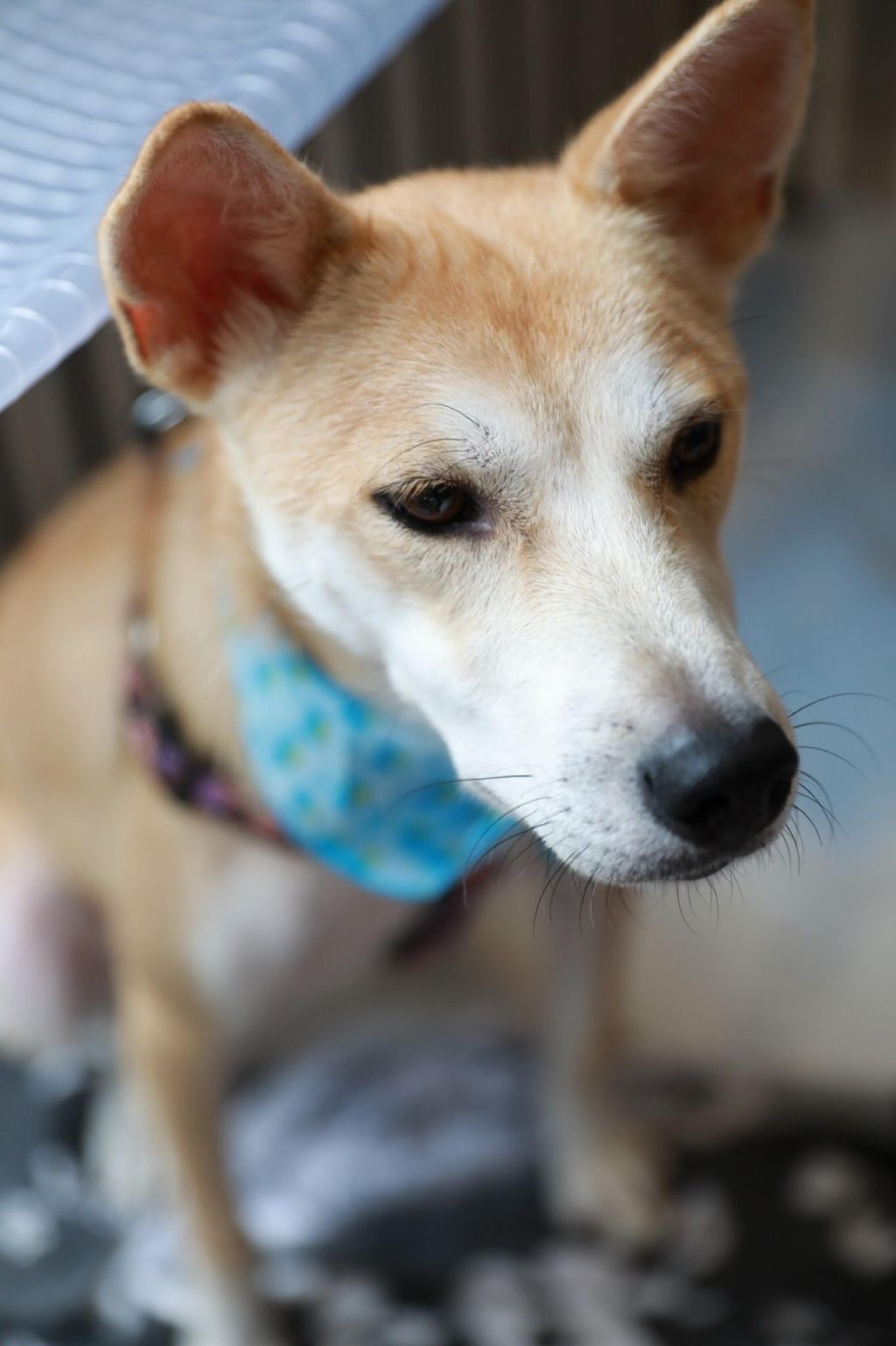 pet-image-2