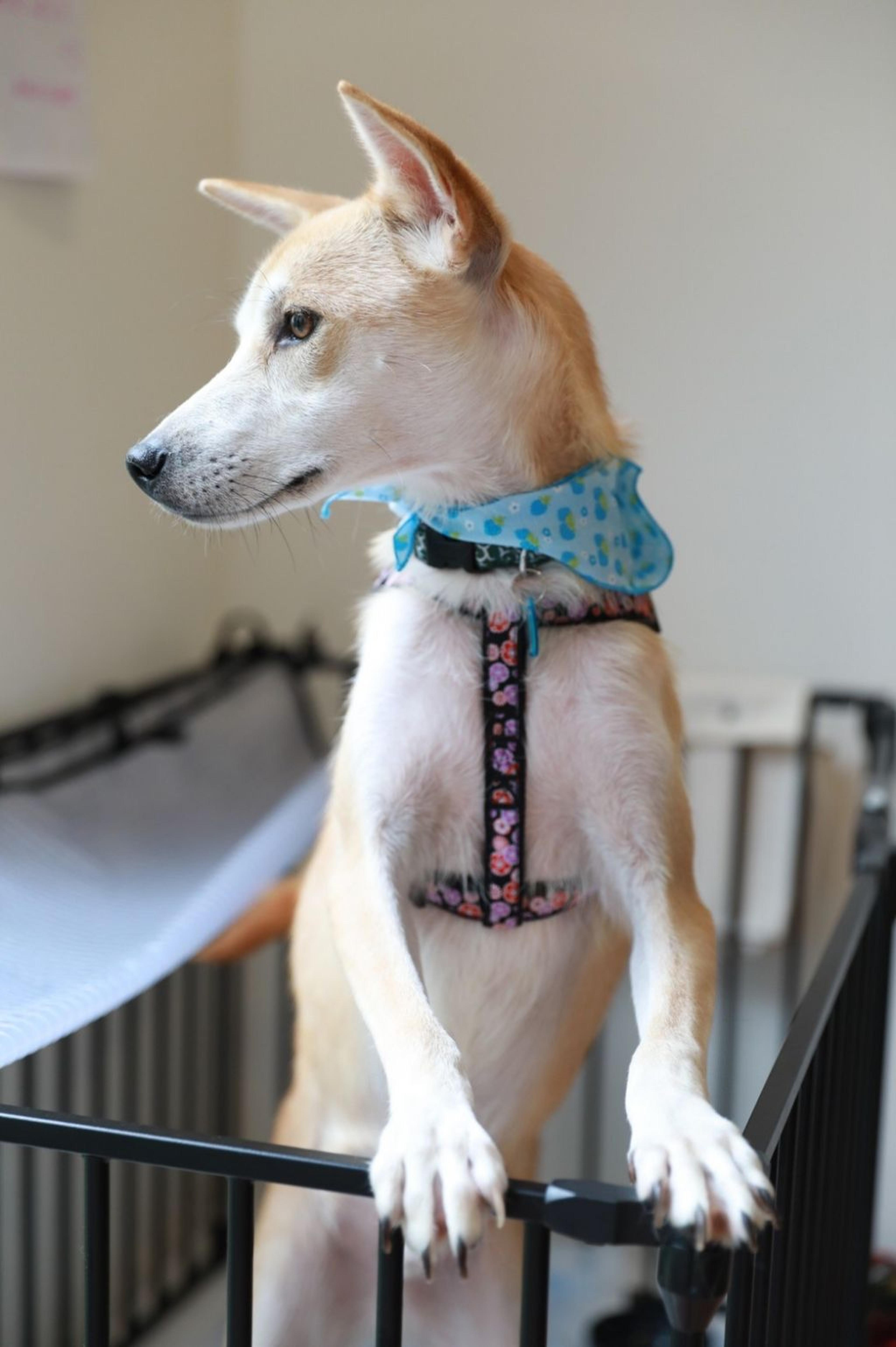 pet-image-3
