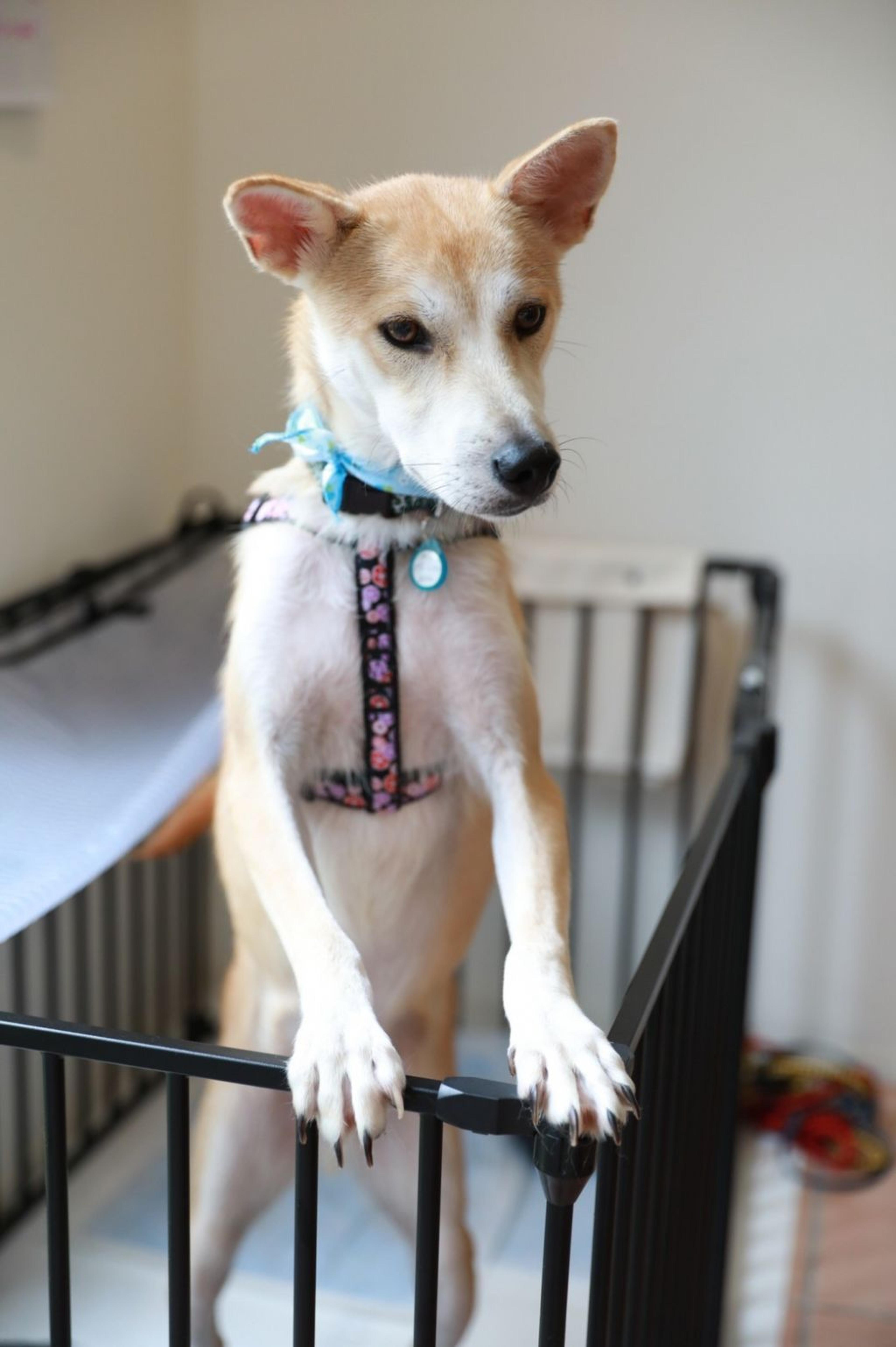 pet-image-5
