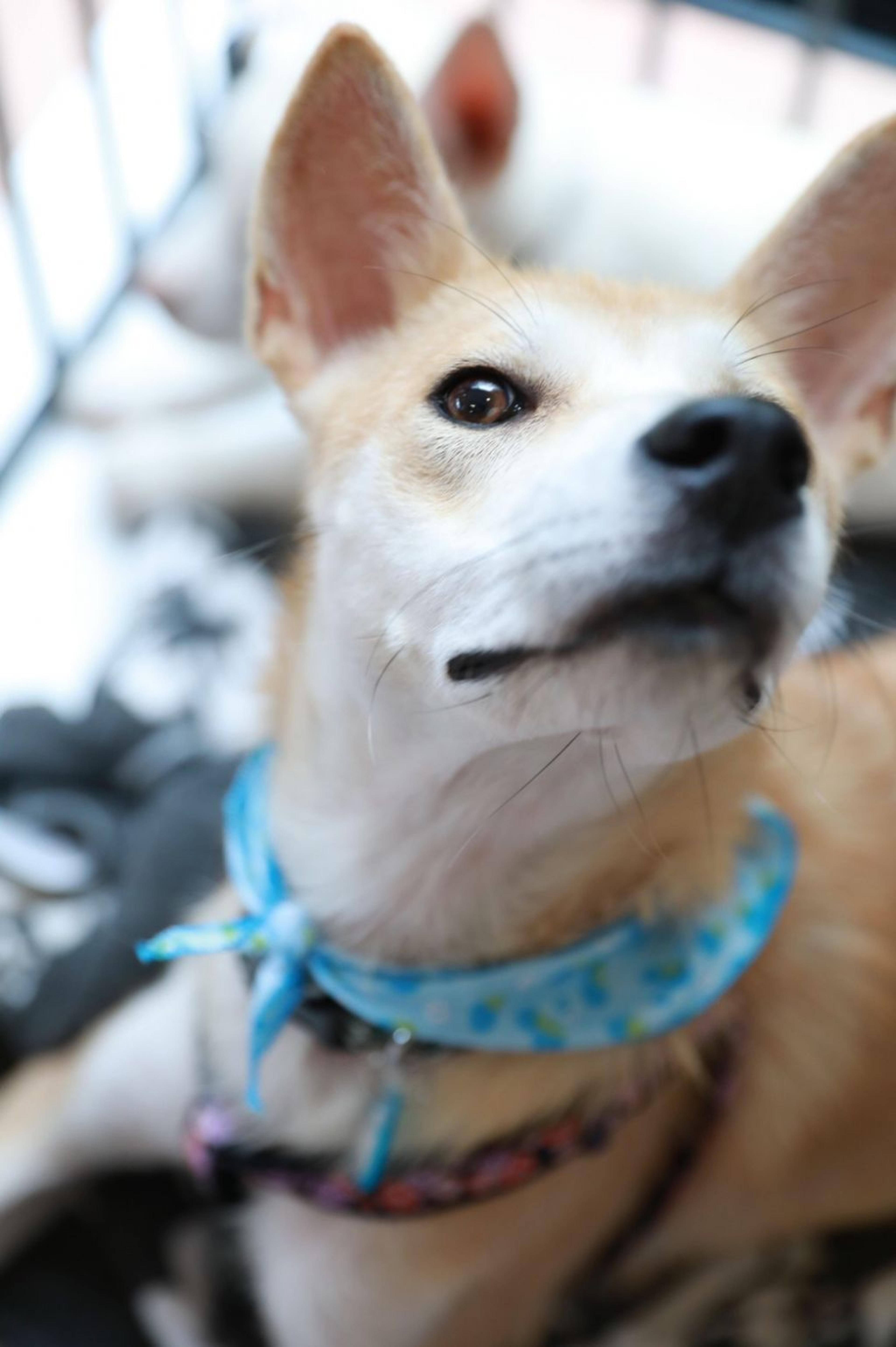 pet-image-8